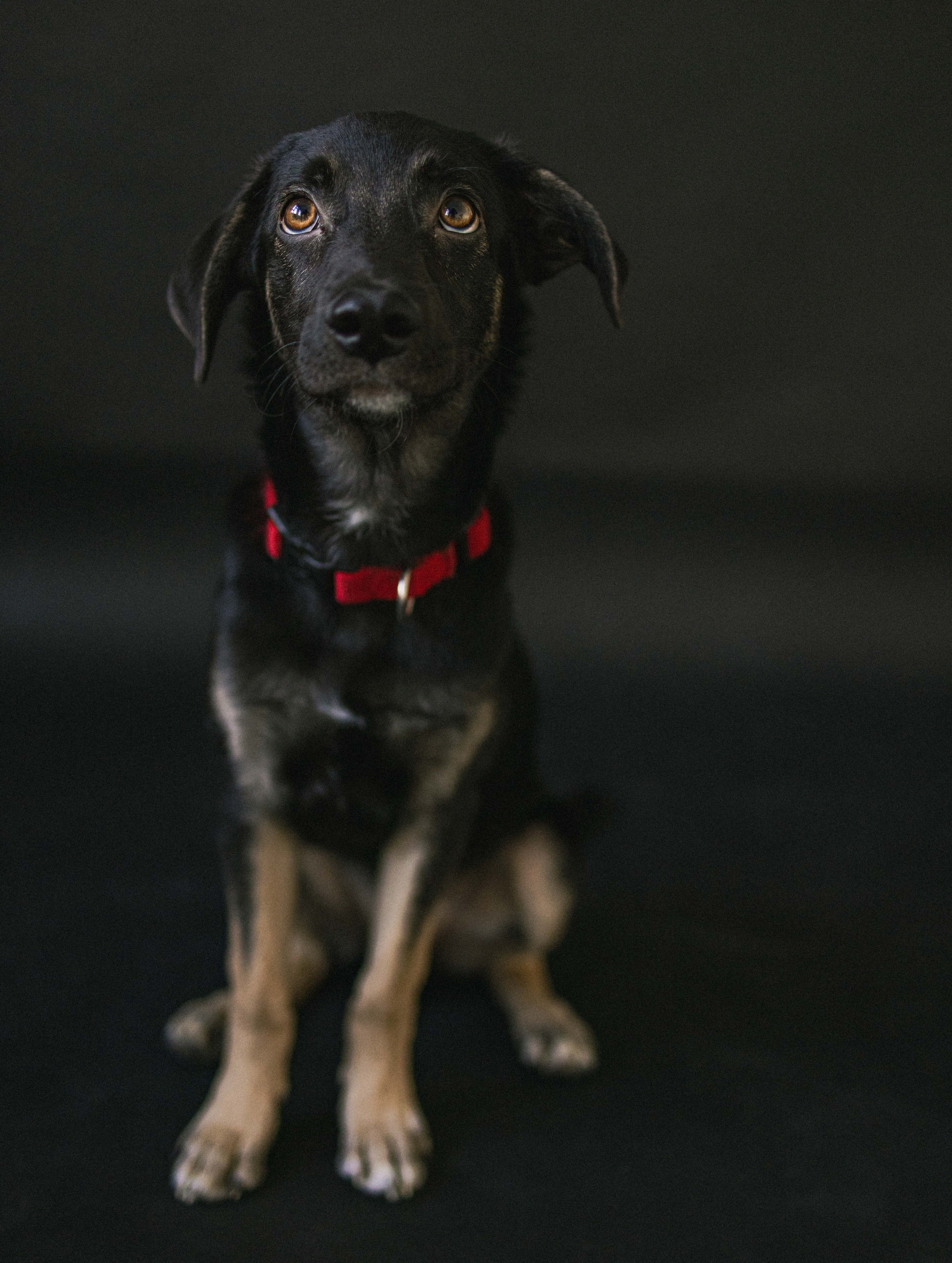 Крис и Тэдди. Фотограф-анималист в Москве Лера Черноног