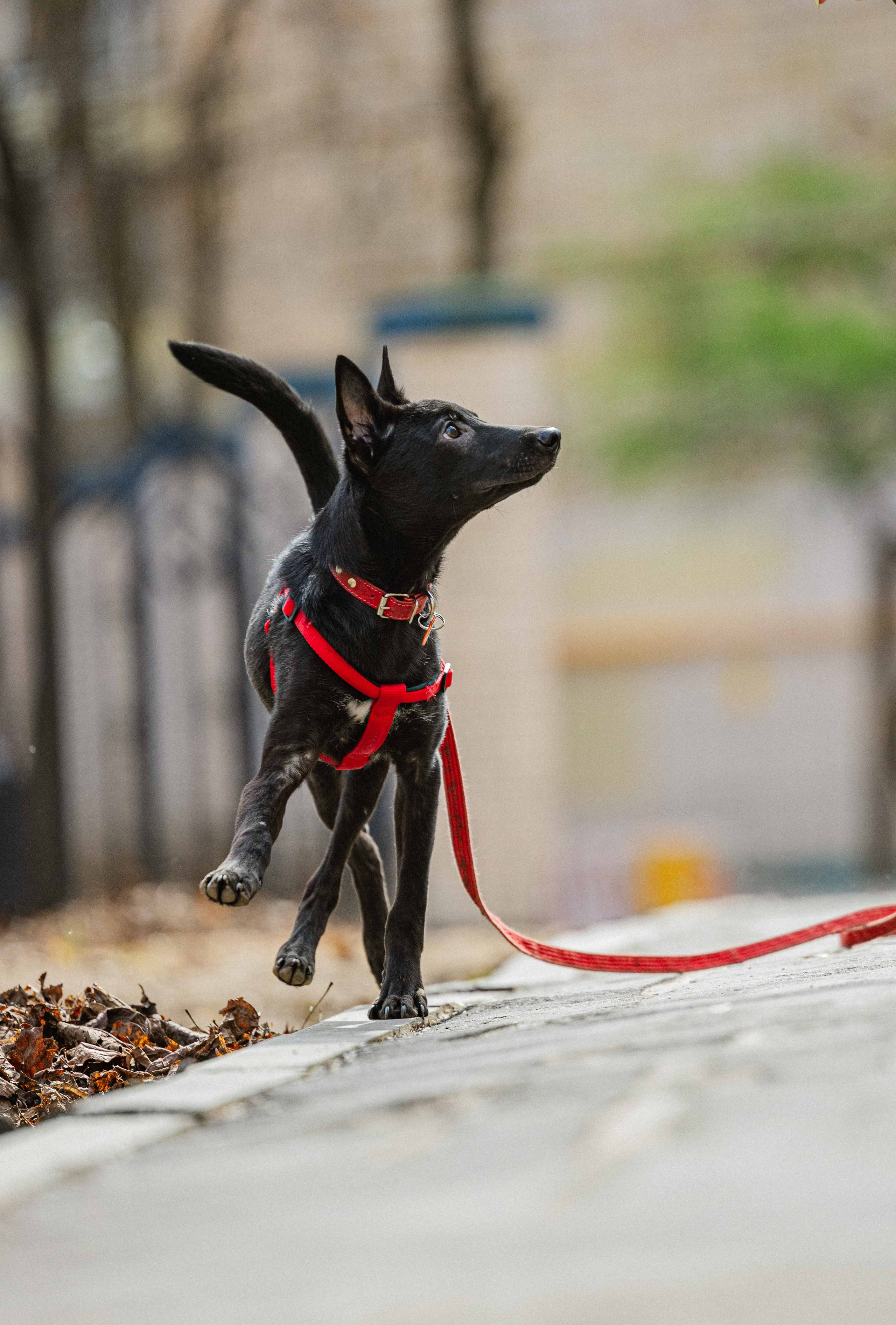 Булька. Фотограф-анималист в Москве Лера Черноног