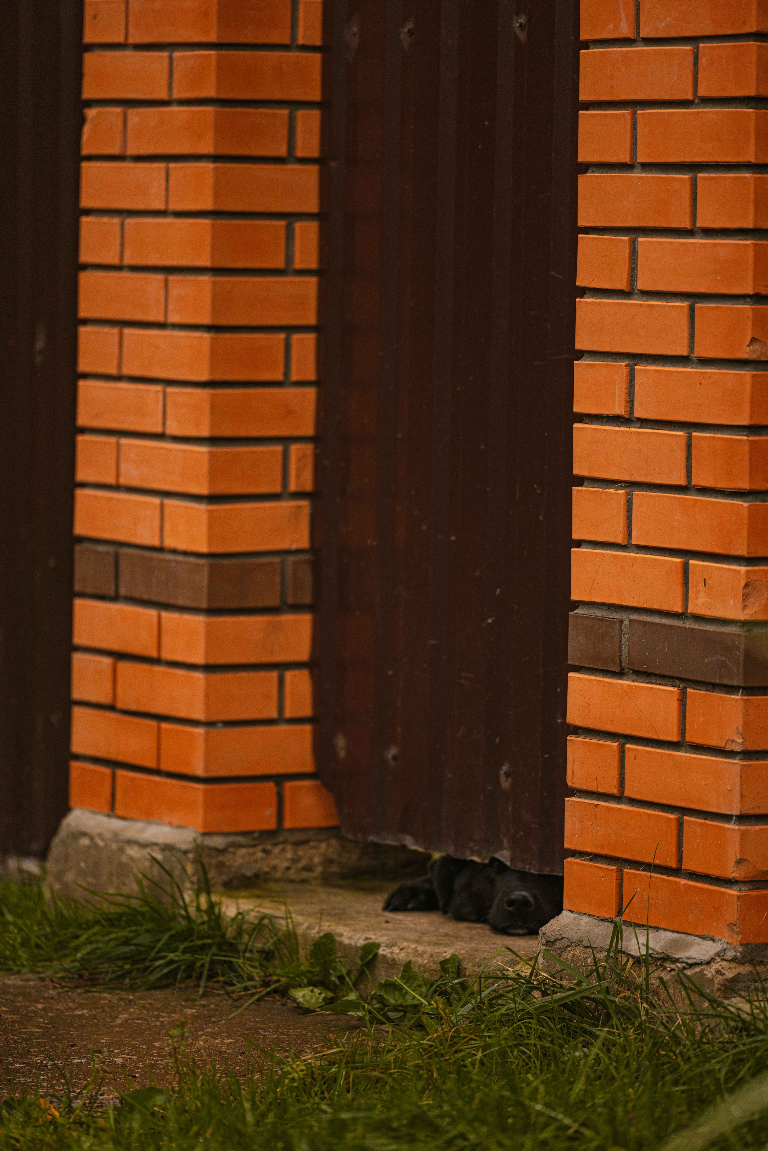 Передержка. Фотограф-анималист в Москве Лера Черноног