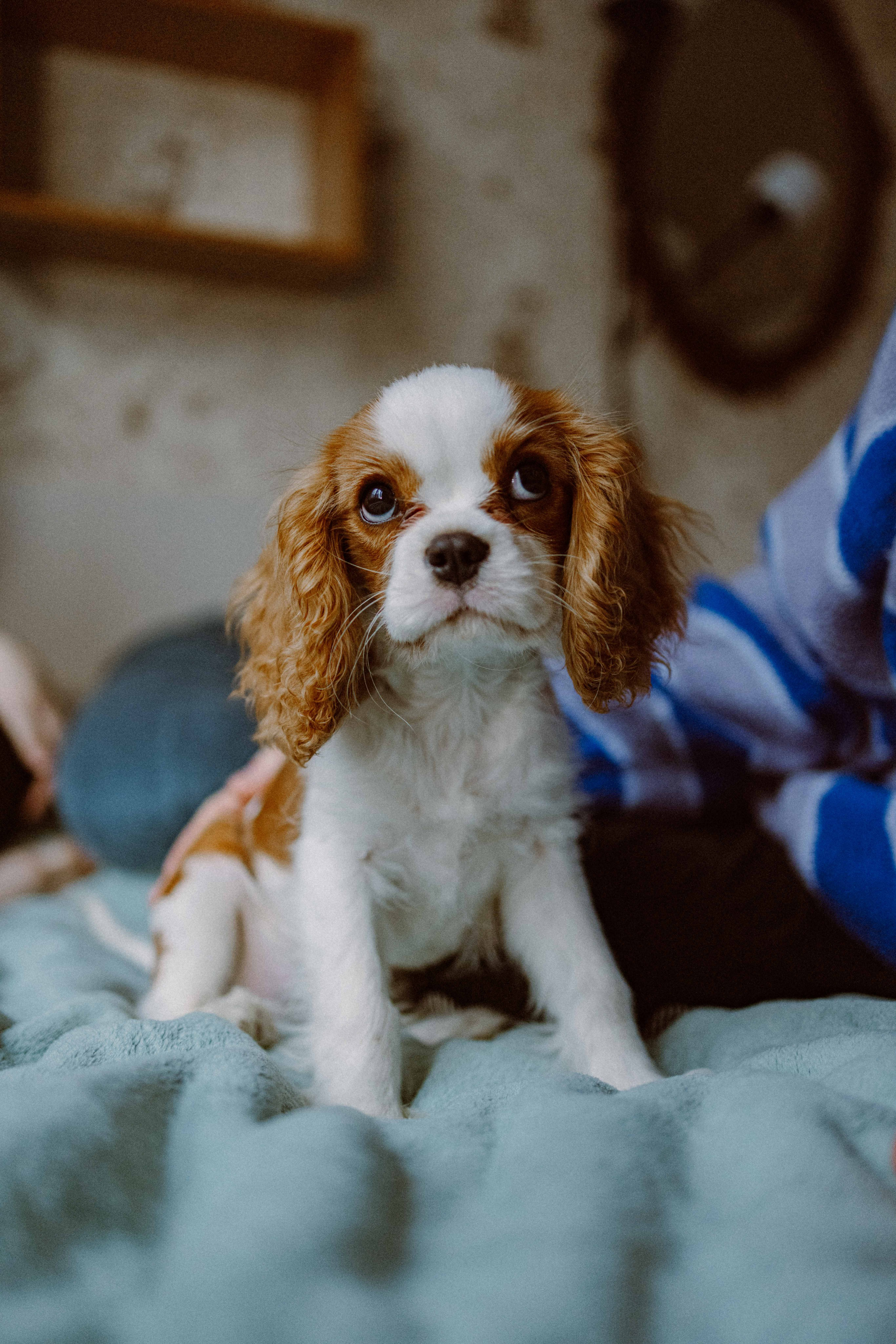 Юля и Кипр. Фотограф-анималист в Москве Лера Черноног