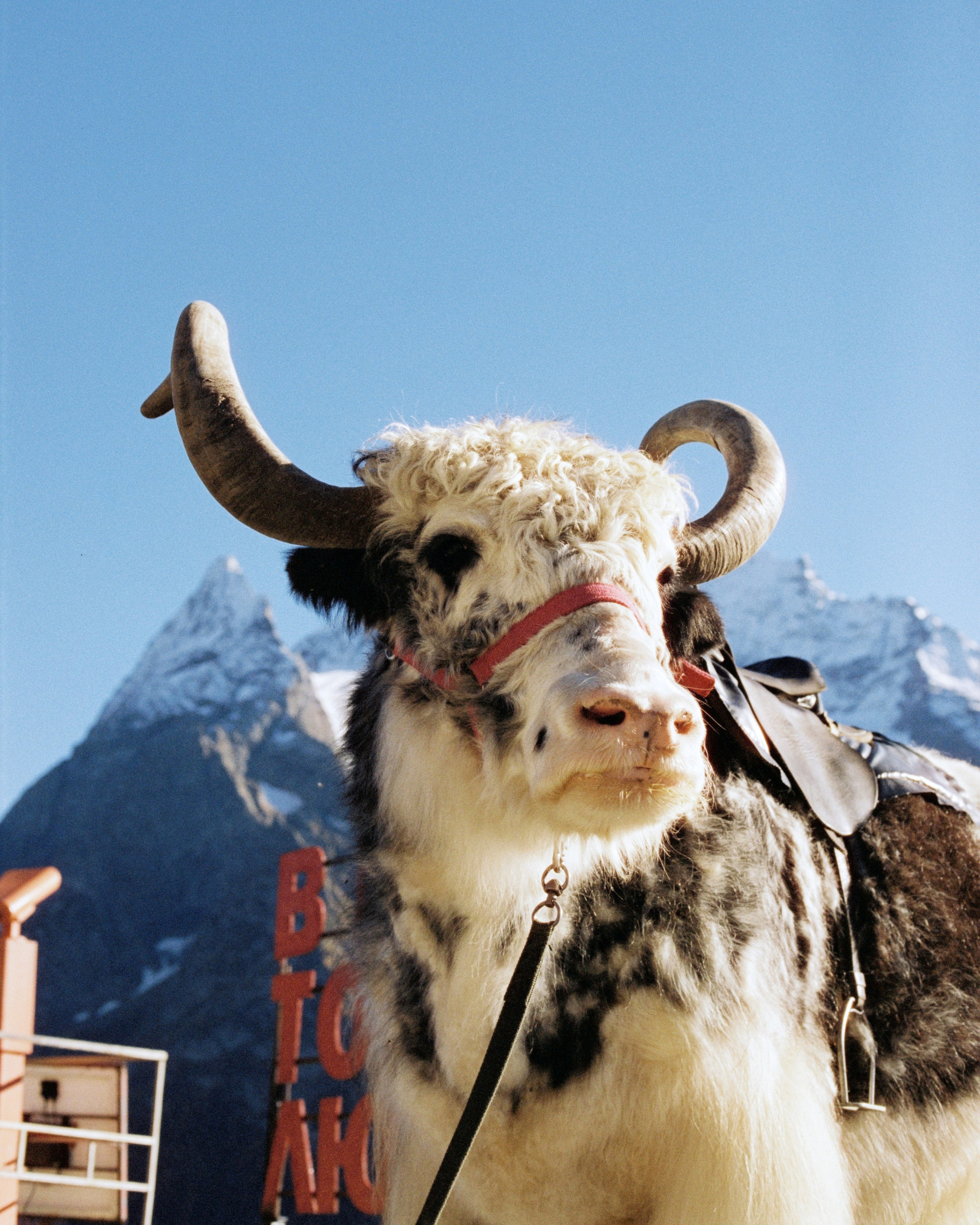 KAVKAZ. Kirill Shashkov