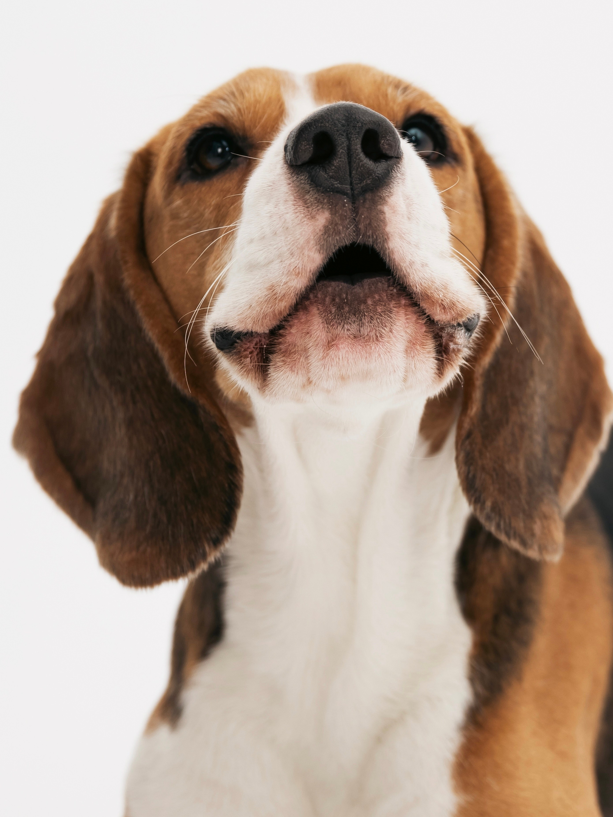 Биглемания. DRIPSTOCK MAG