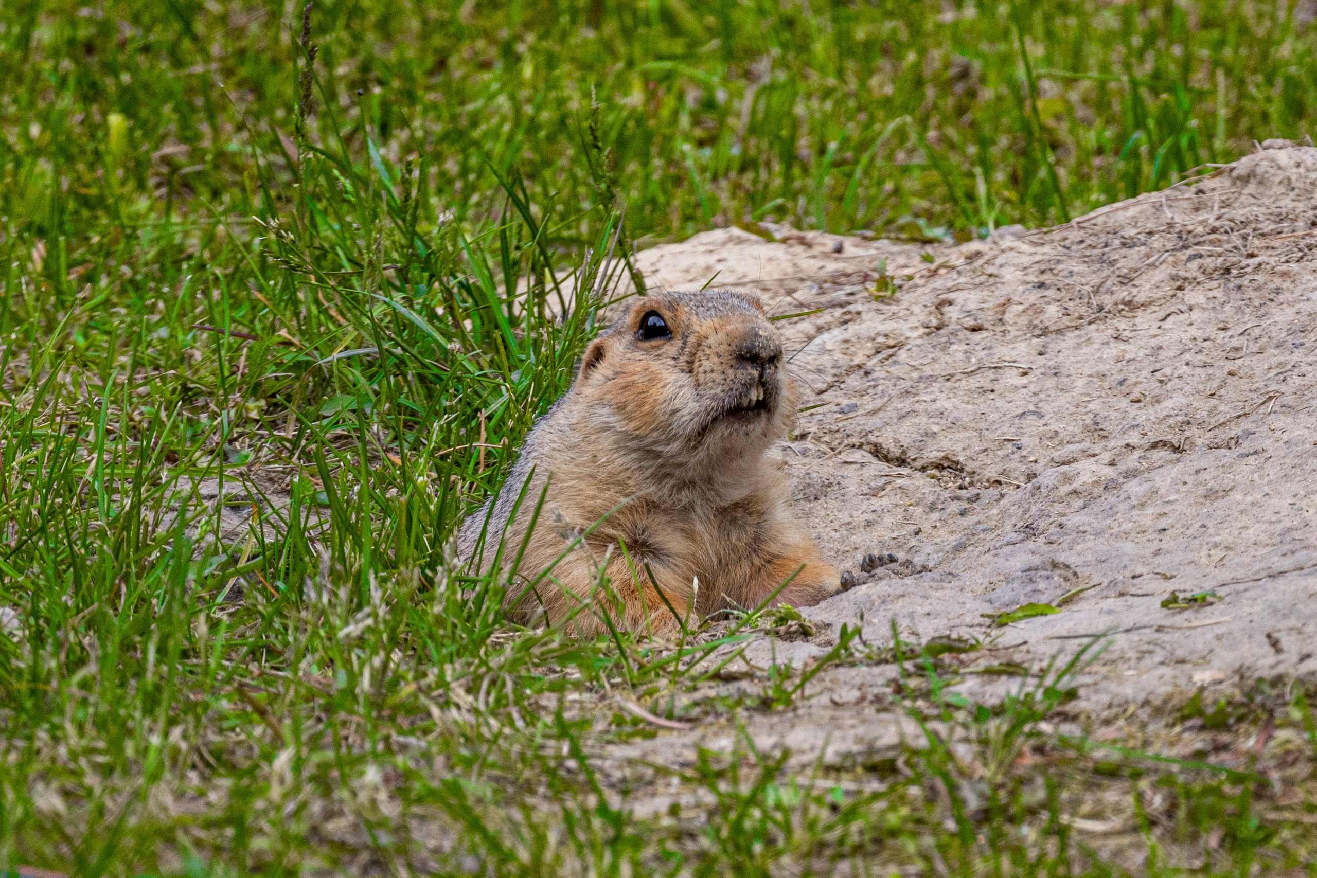 БЭКСТЕЙДЖ. Репортажный фотограф Наталья Лапцевич