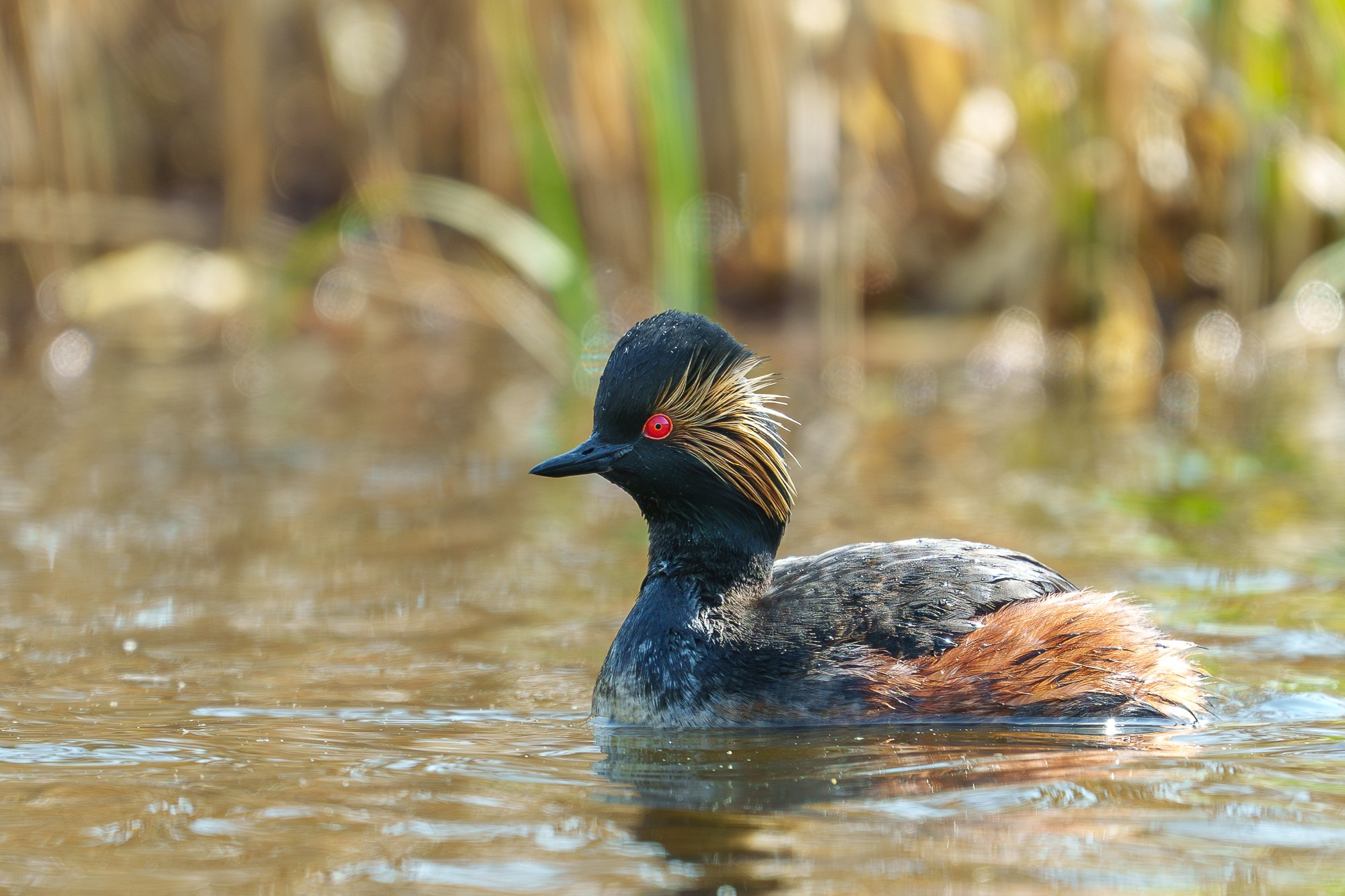 Удивительные мир птиц. Вокруг нас столько прекрасного — присмотритесь!. Ваш личный фотограф Марина Волкова