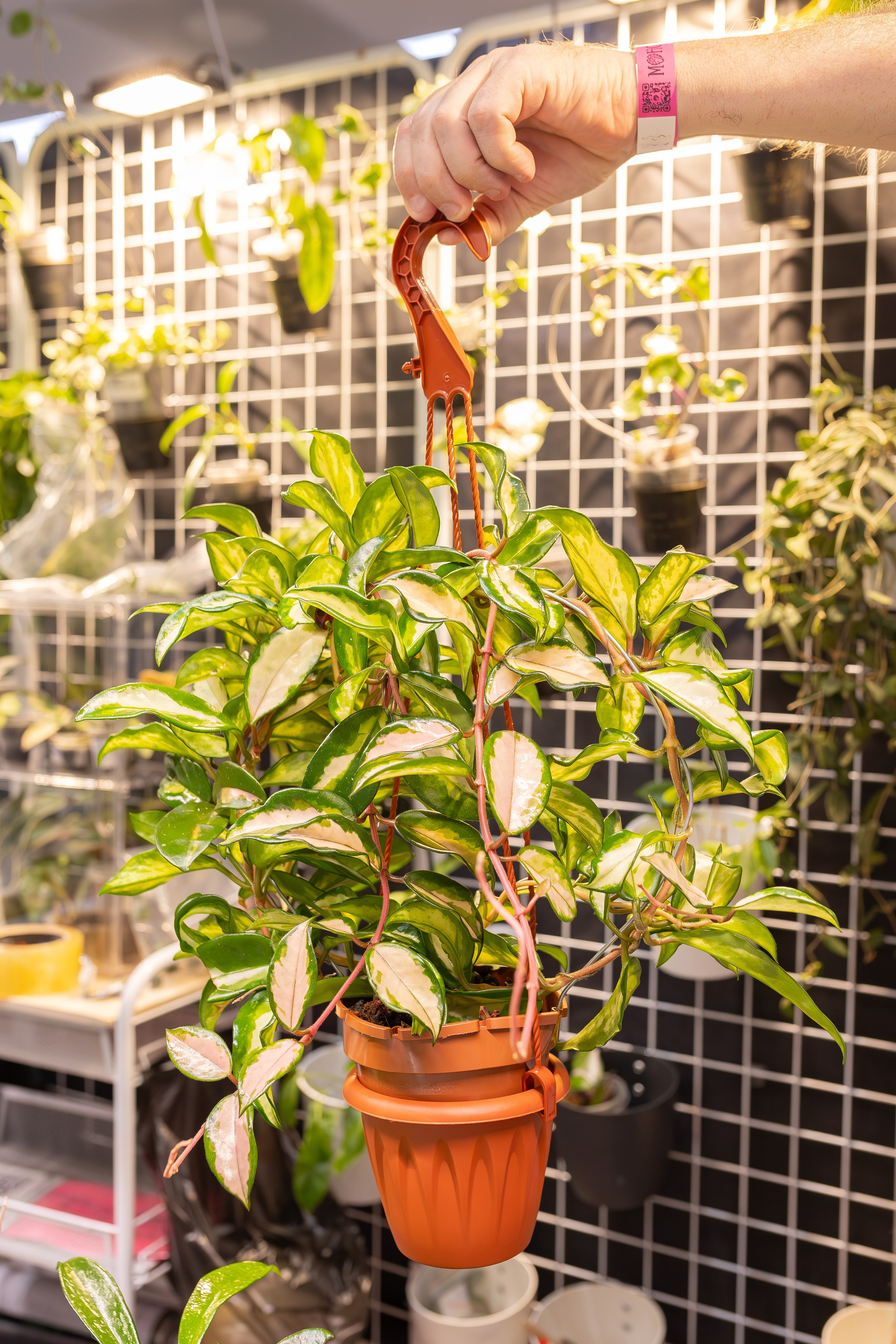 Монстериум апрель 2026. Александра Куликова фотограф, Москва