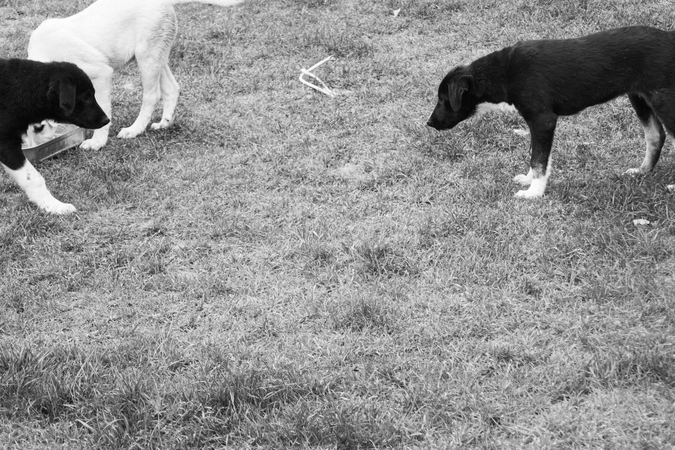 Животные. Фотограф Москва, портрет, стрит, репортаж. Художественная фотосессия