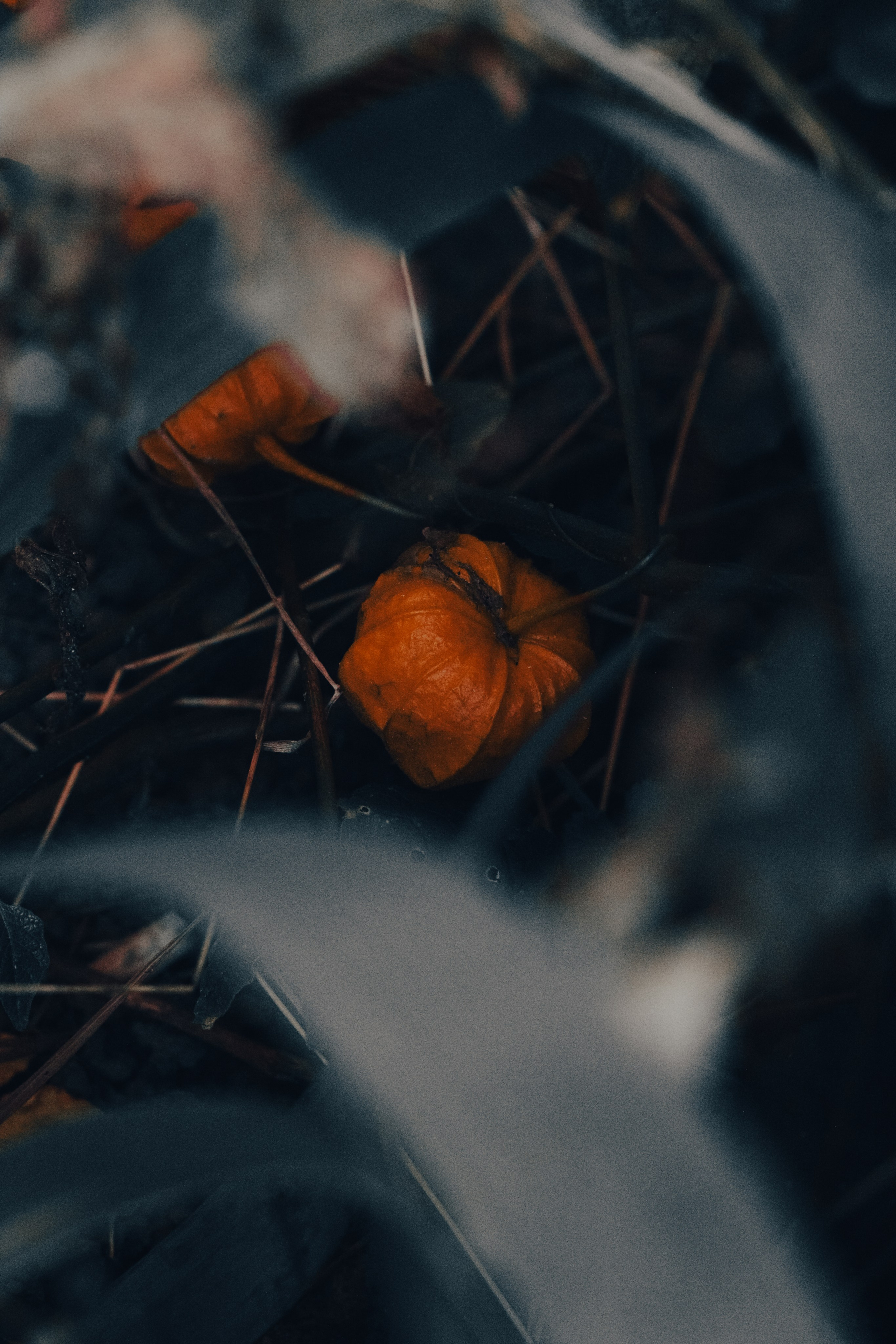 Природа. Фотограф Москва, портрет, стрит, репортаж. Художественная фотосессия