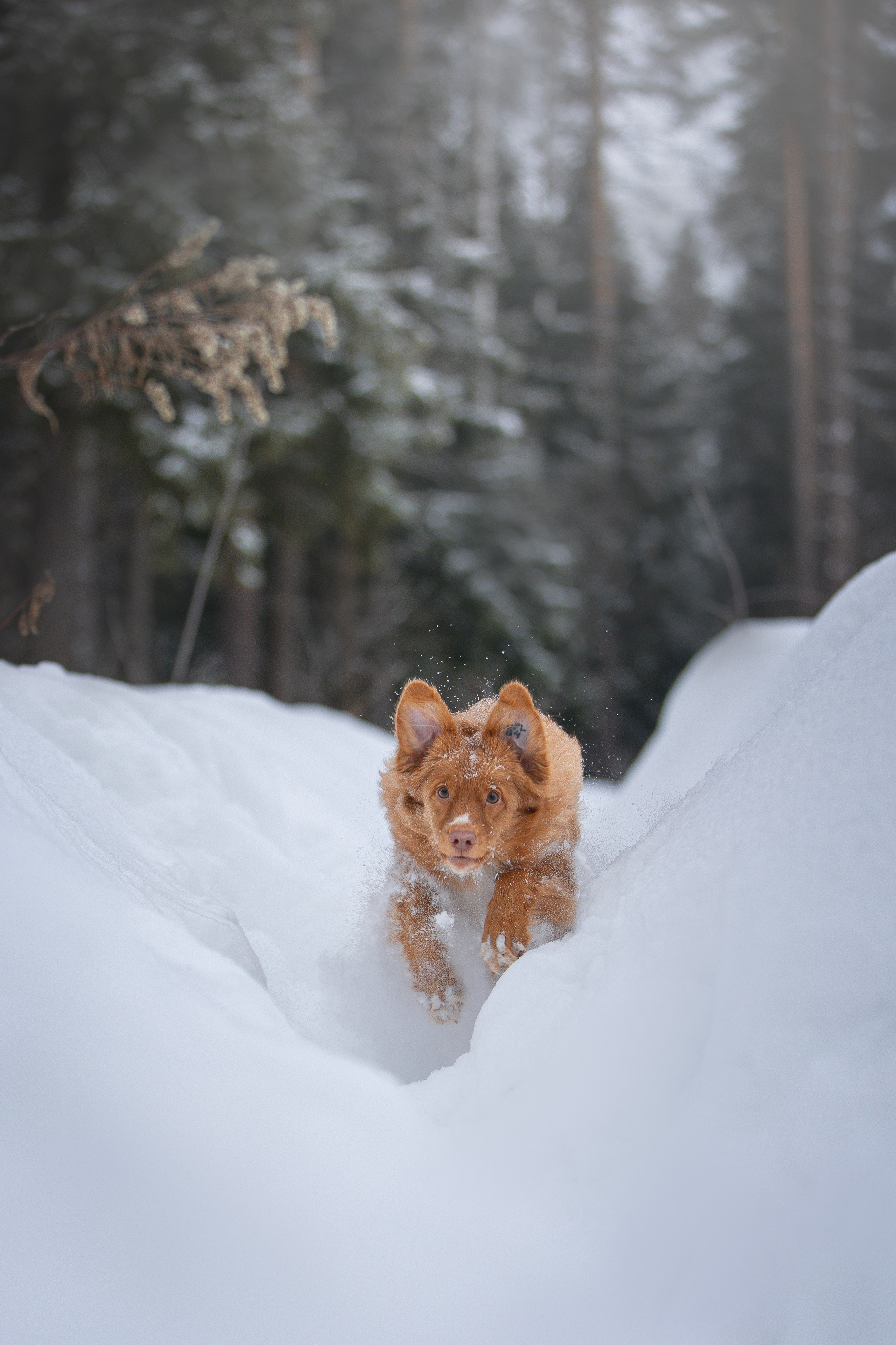 Руби, Николь, Кирилл и Мила. Фотограф анималист в Москве Майорова Евгения