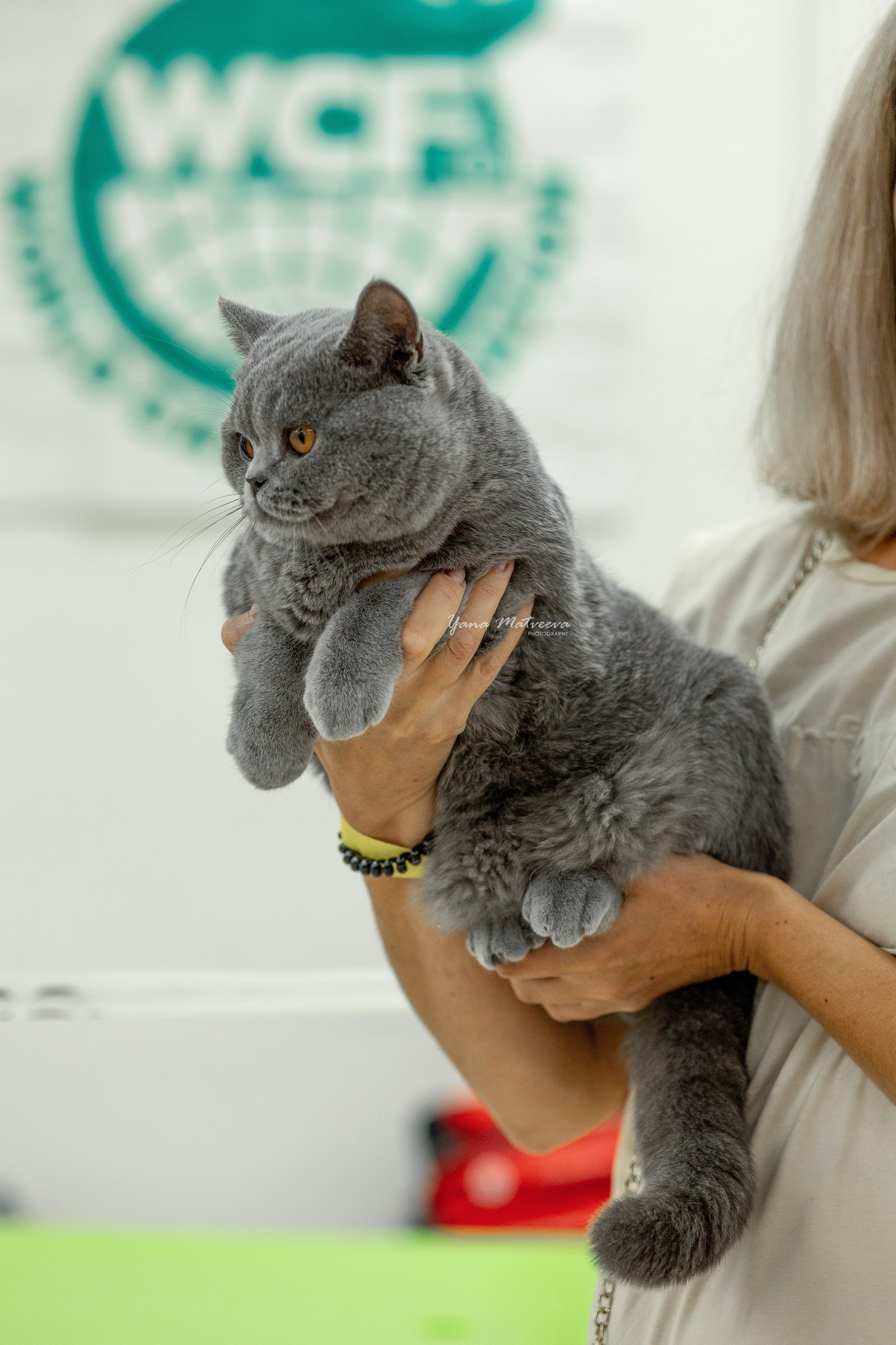 Кошки. Фотограф Яна Матвеева в Ижевске