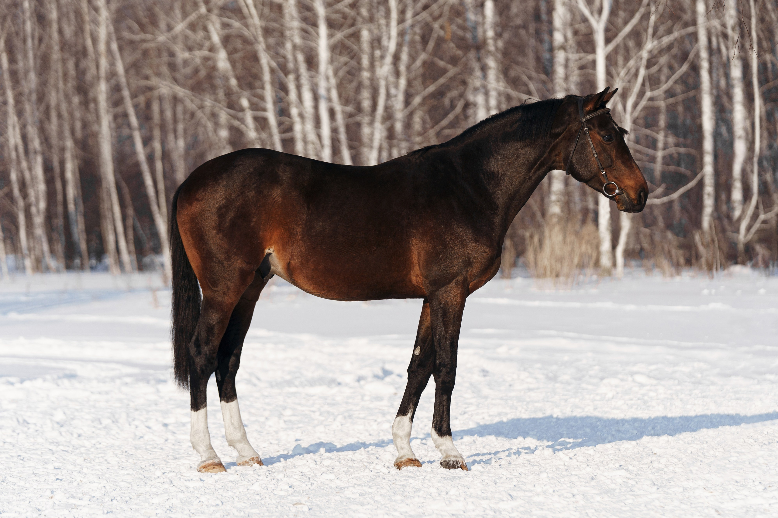 Шахрияр. Главная