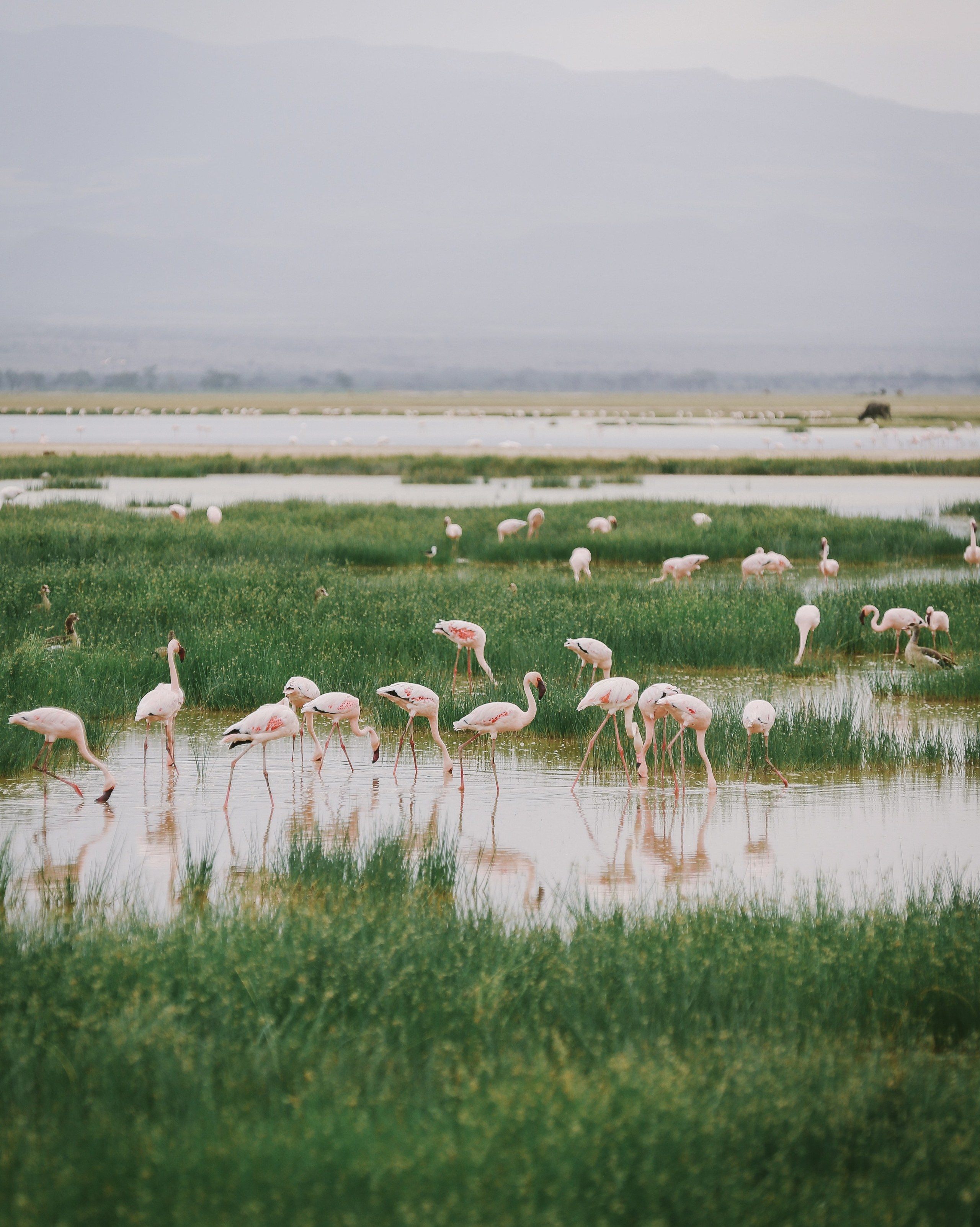 Kenya. Safari. Ekaterina Buneeva Photography
