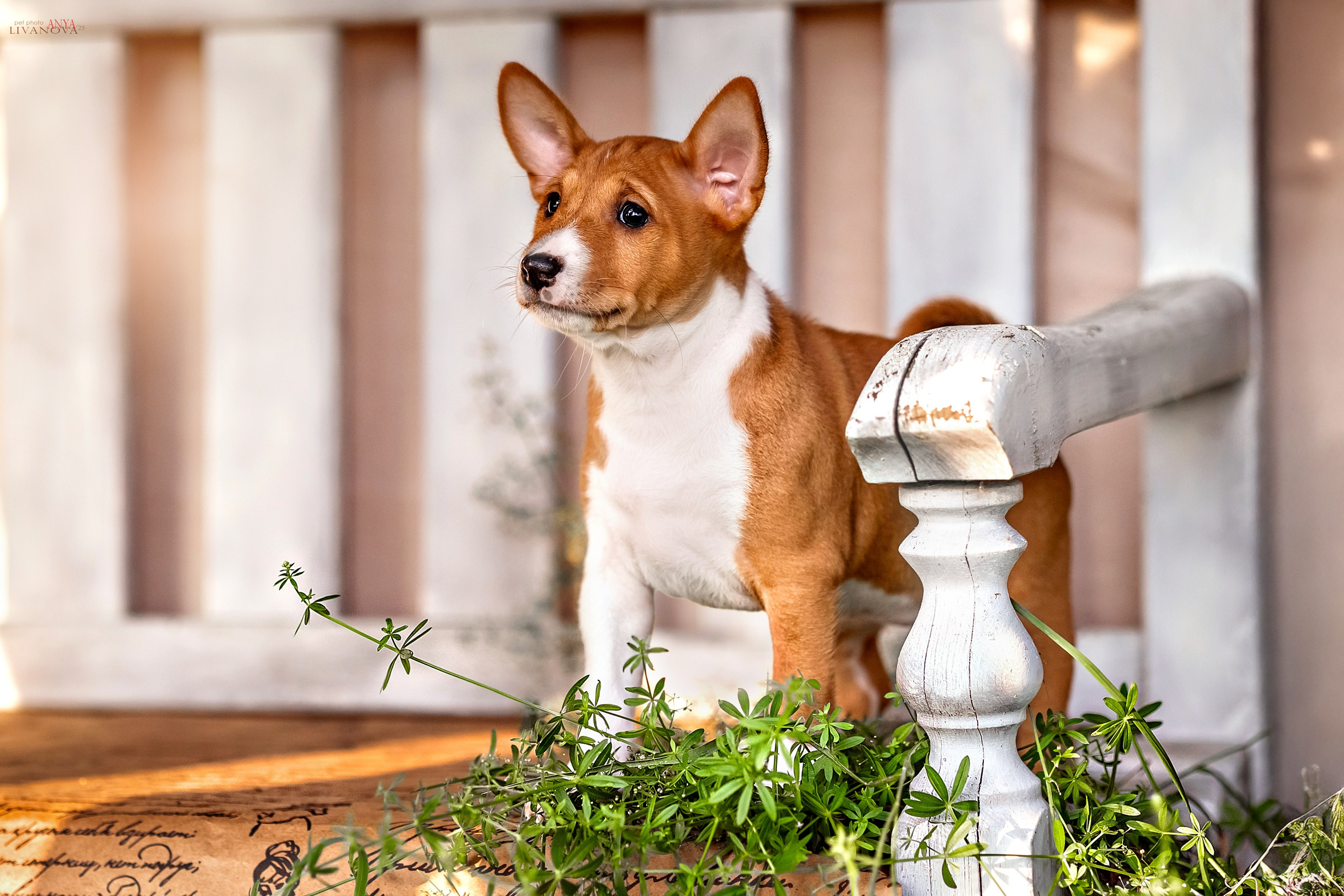 Басенджи. Фотограф анималист Аня Ливанова | Рыбинск