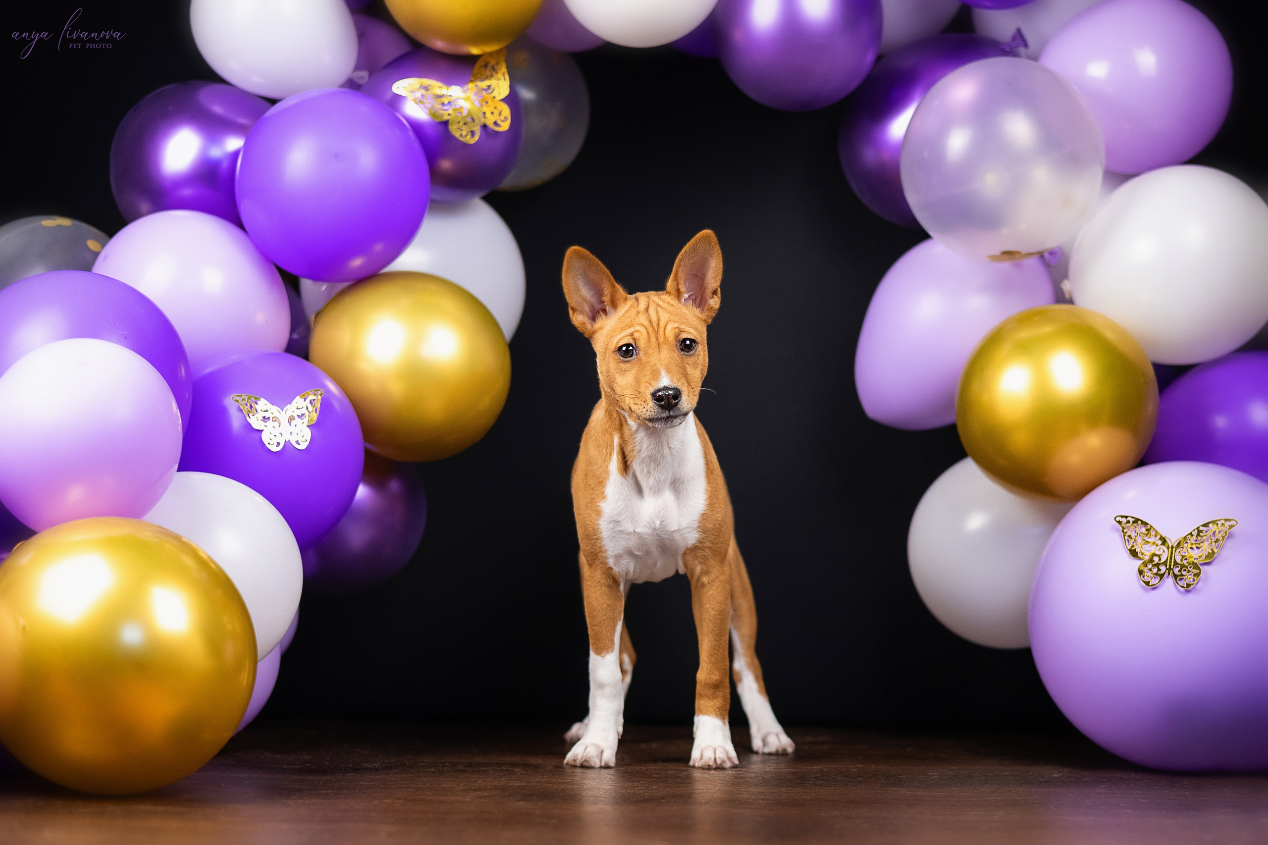 Баси. Фотограф анималист Аня Ливанова | Рыбинск