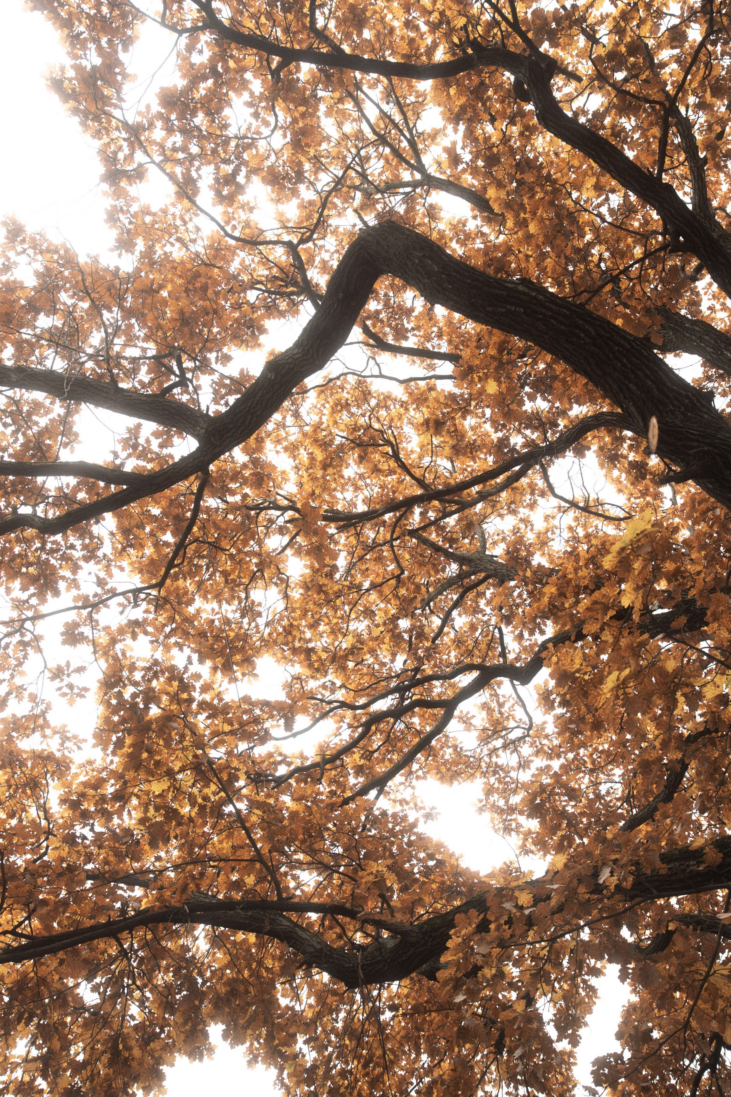 Нэлла. Семейный и детский фотограф Юлия Шох