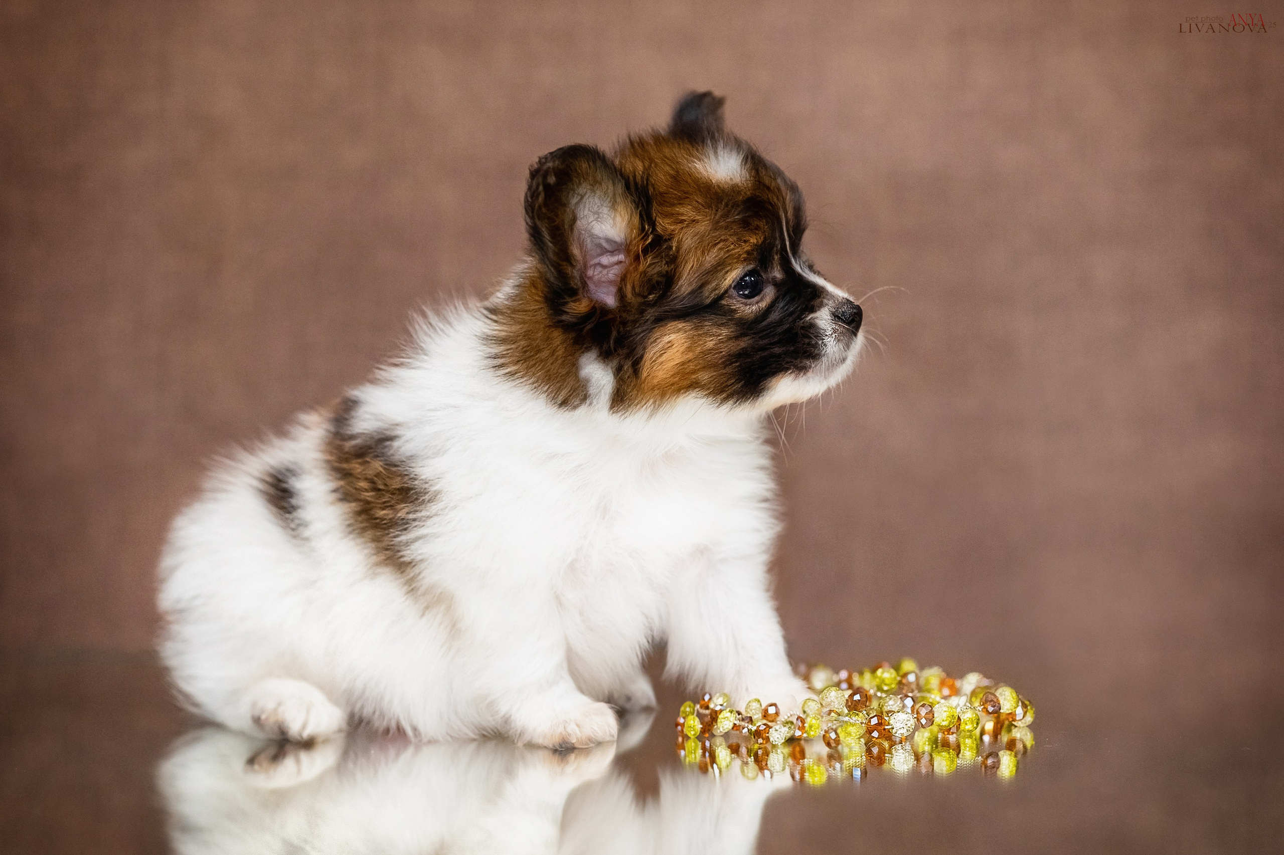 Папийончики. Фотограф анималист Аня Ливанова | Рыбинск