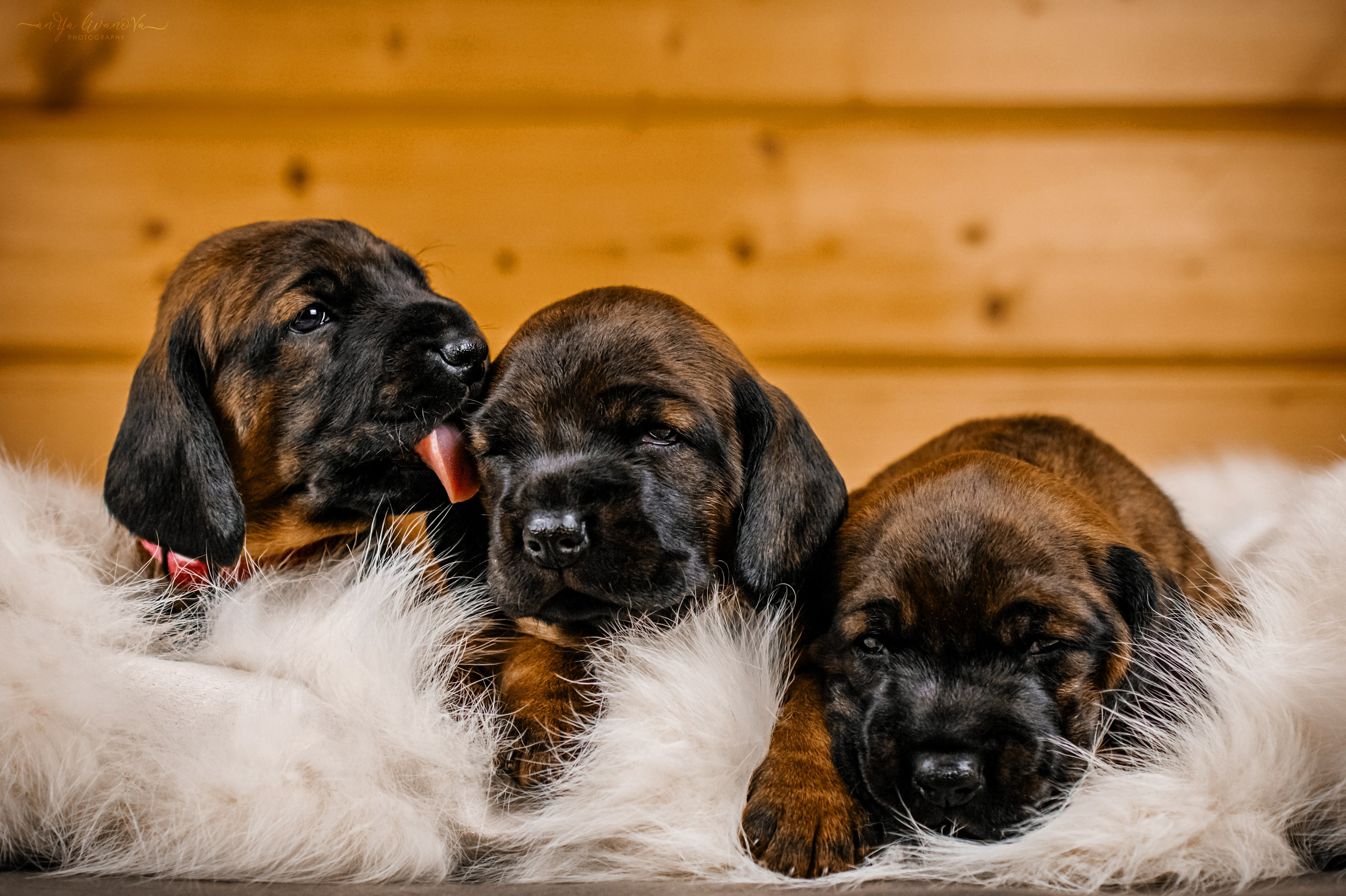Баварчики. Фотограф анималист Аня Ливанова | Рыбинск