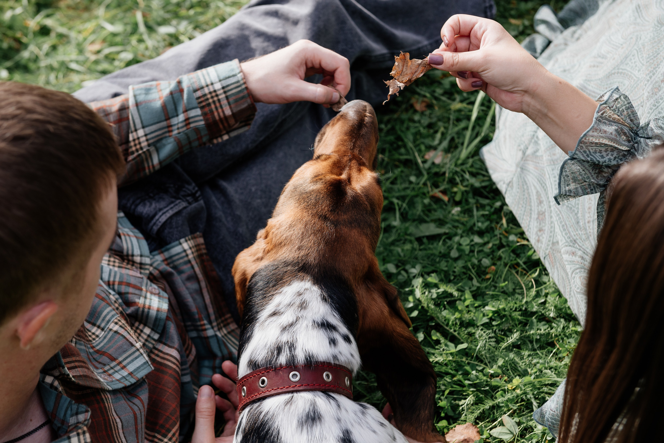 ПЕТР, ДАРЬЯ И ПЛЮША. Фотограф LANA STIL. Семейный, репортажный фотограф, студия. Женский, мужской портрет. Фотографирую территориально в г. Королев, Москва, МО