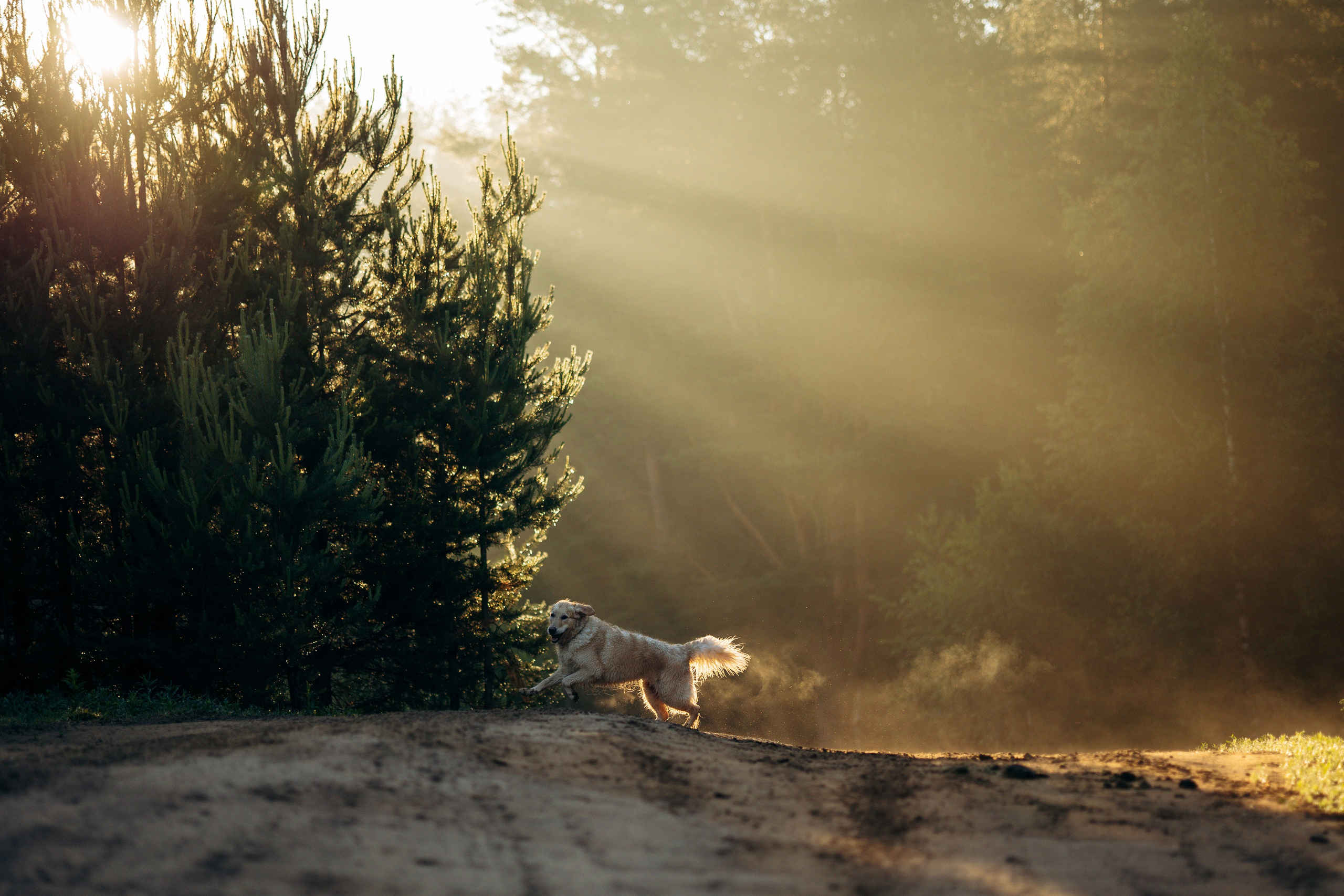Юля и Руби. Фотограф — Анималист | Санкт-Петербург