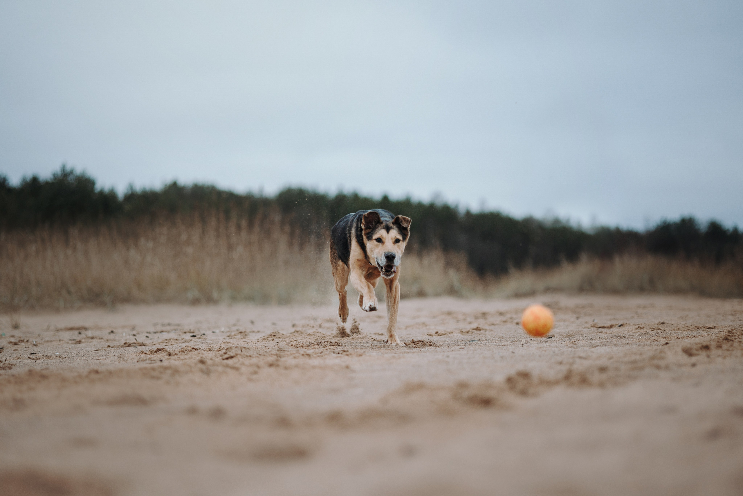 Наталья и Того. Фотограф — Анималист | Санкт-Петербург