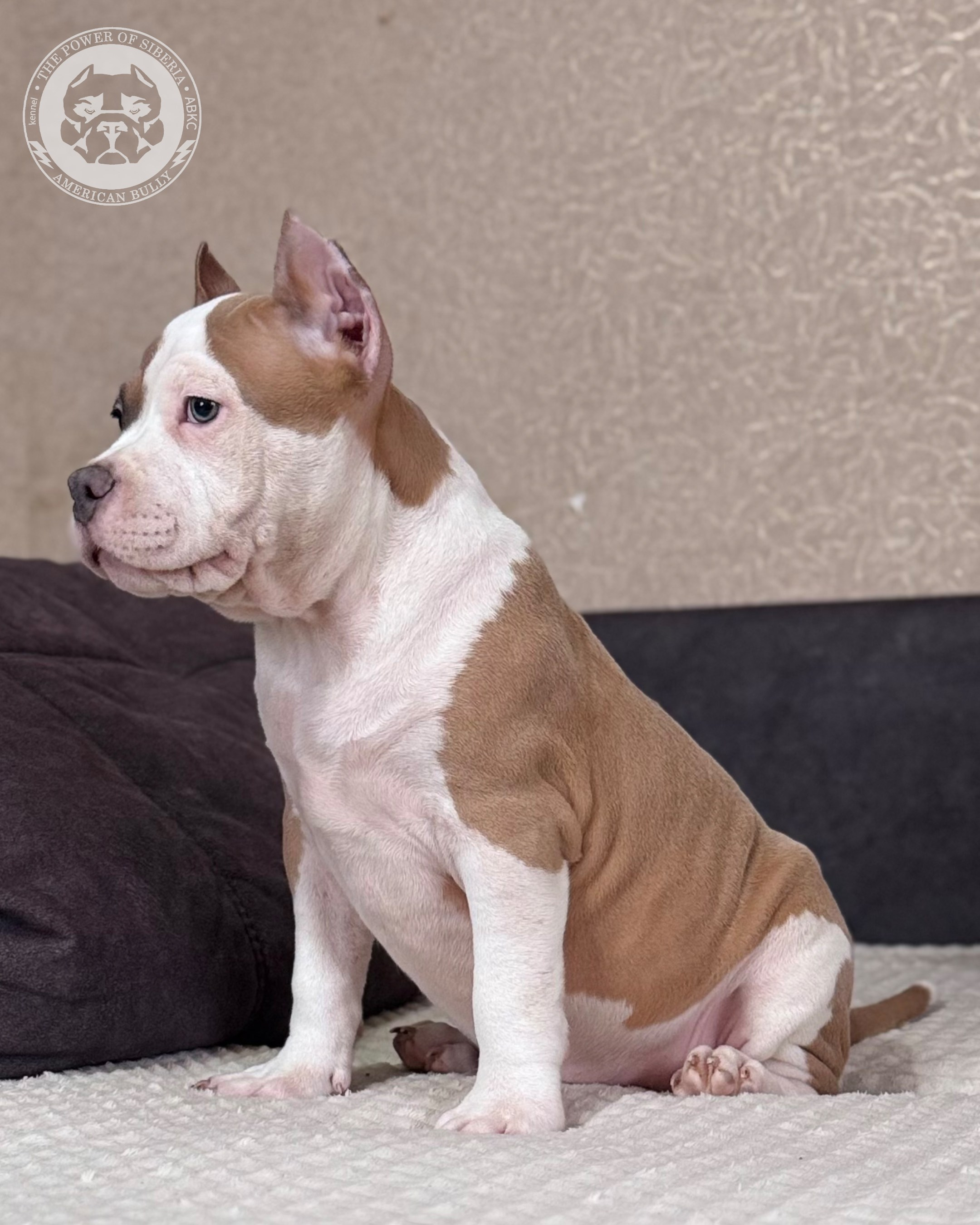 Свободные щенки Американский Булли, в типах покет, классик, стандарт. Американский Булли в г. Ростов-на-Дону. Питомник THE POWER OF SIBERIA