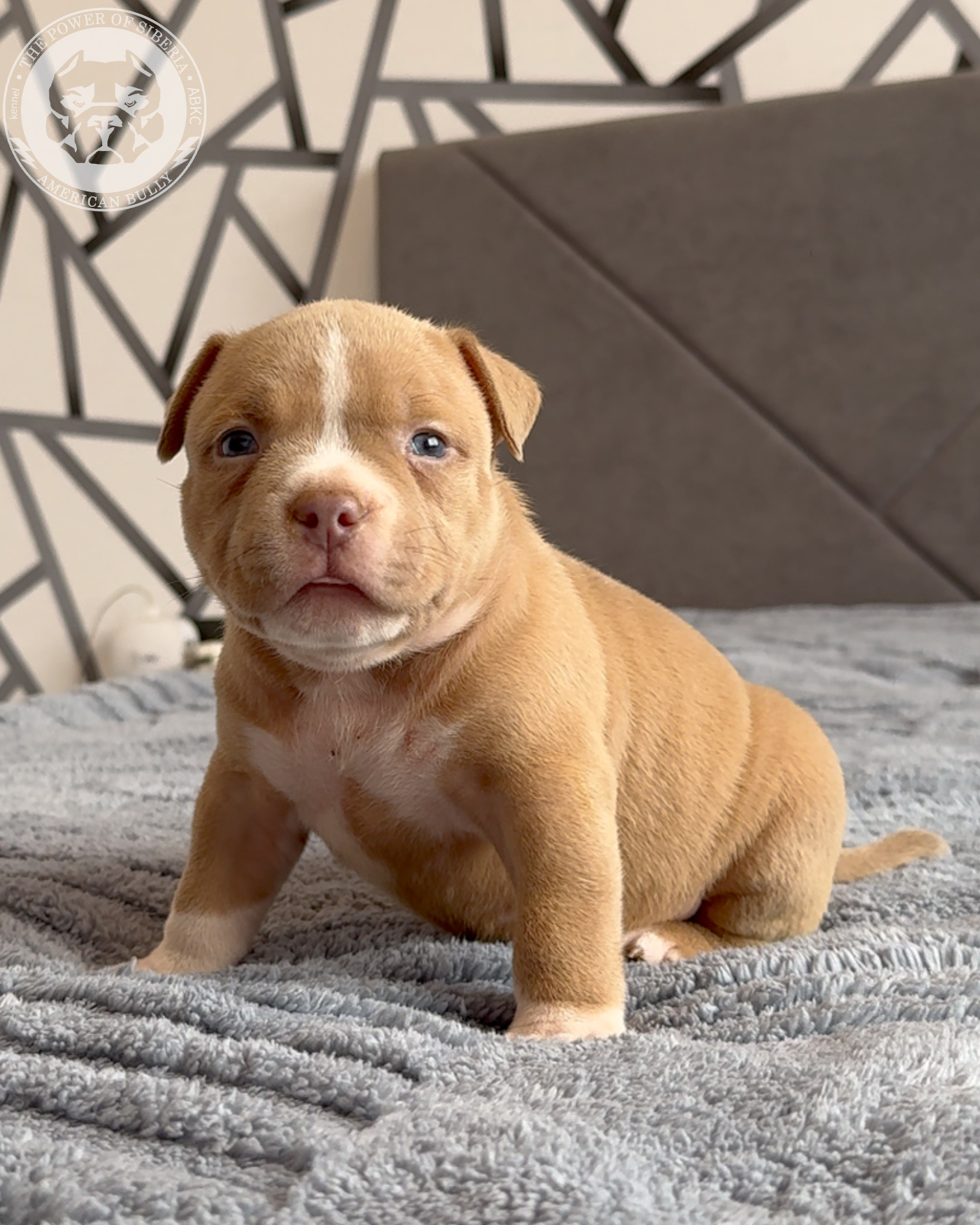 Свободные щенки Американский Булли, в типах покет, классик, стандарт. Американский Булли в г. Ростов-на-Дону. Питомник THE POWER OF SIBERIA