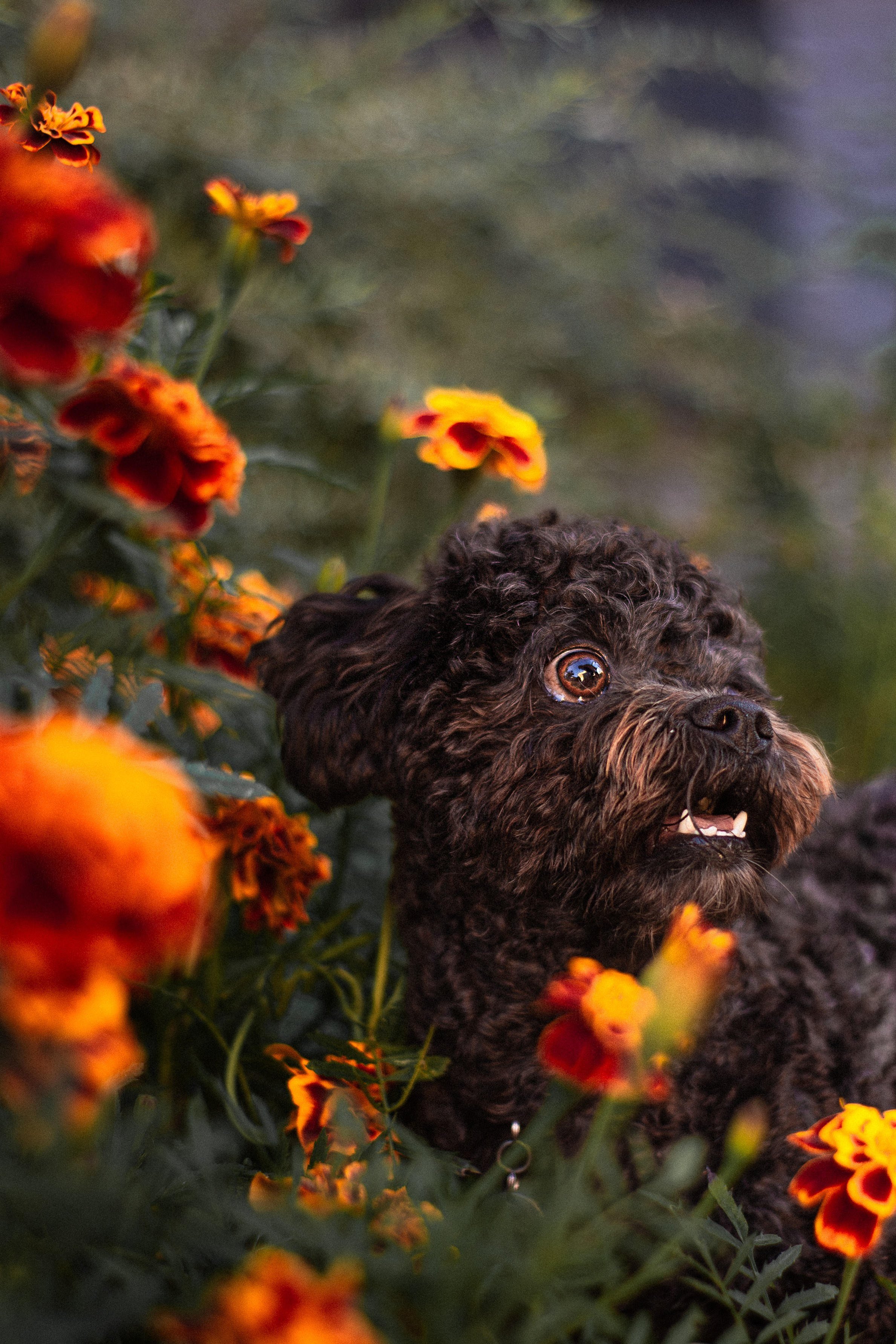 Анна и Бруно. Фотограф-анималист Мария Баркевич | Москва