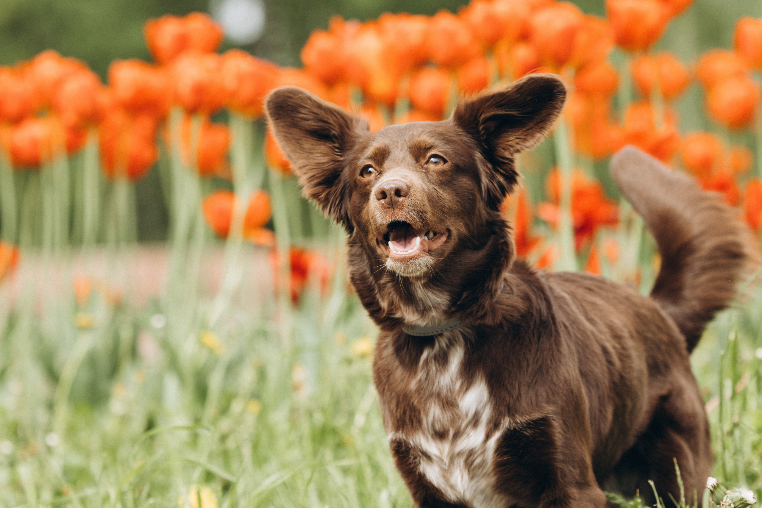 Ваши фотографии. Фотограф анималист Осипчикова Мария