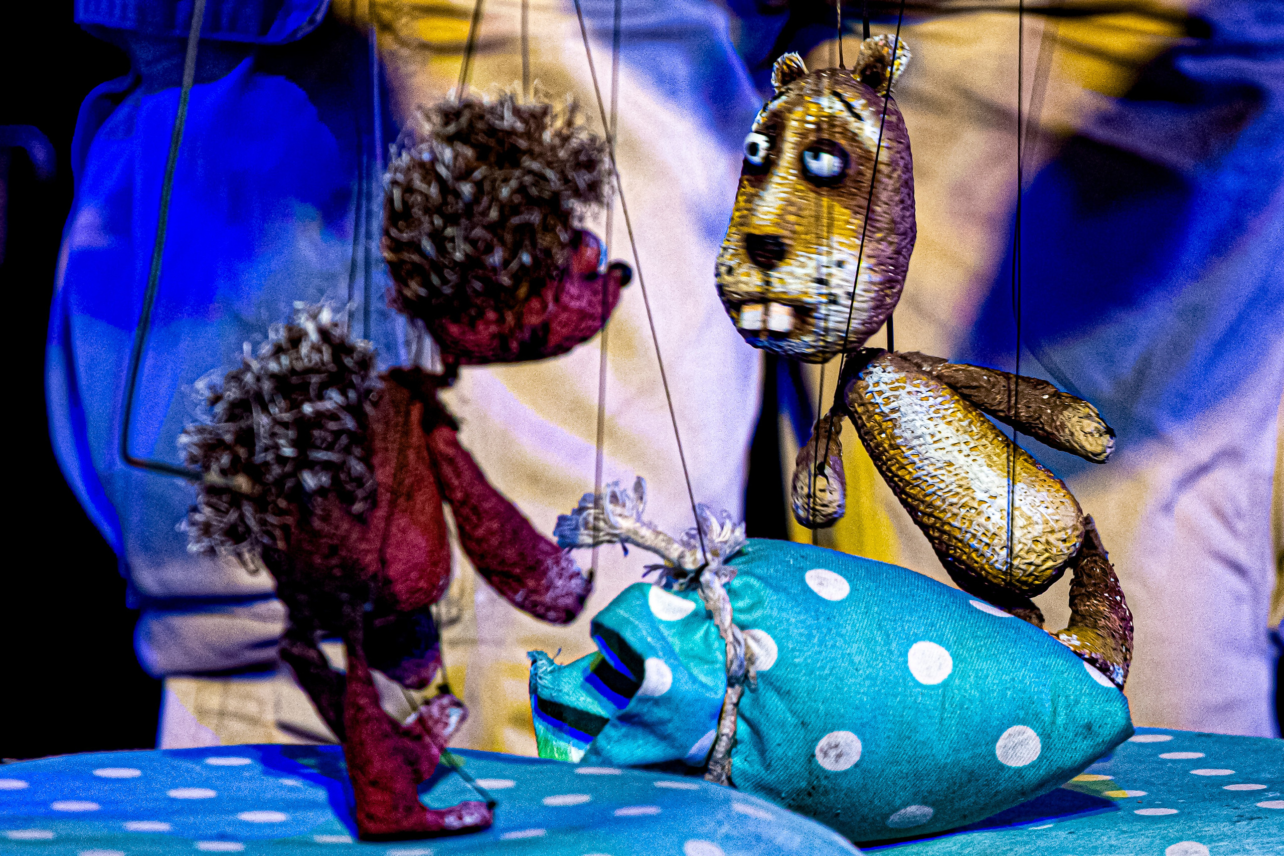 Колючая сказка. Фотограф в Сочи Юрий Шептаев