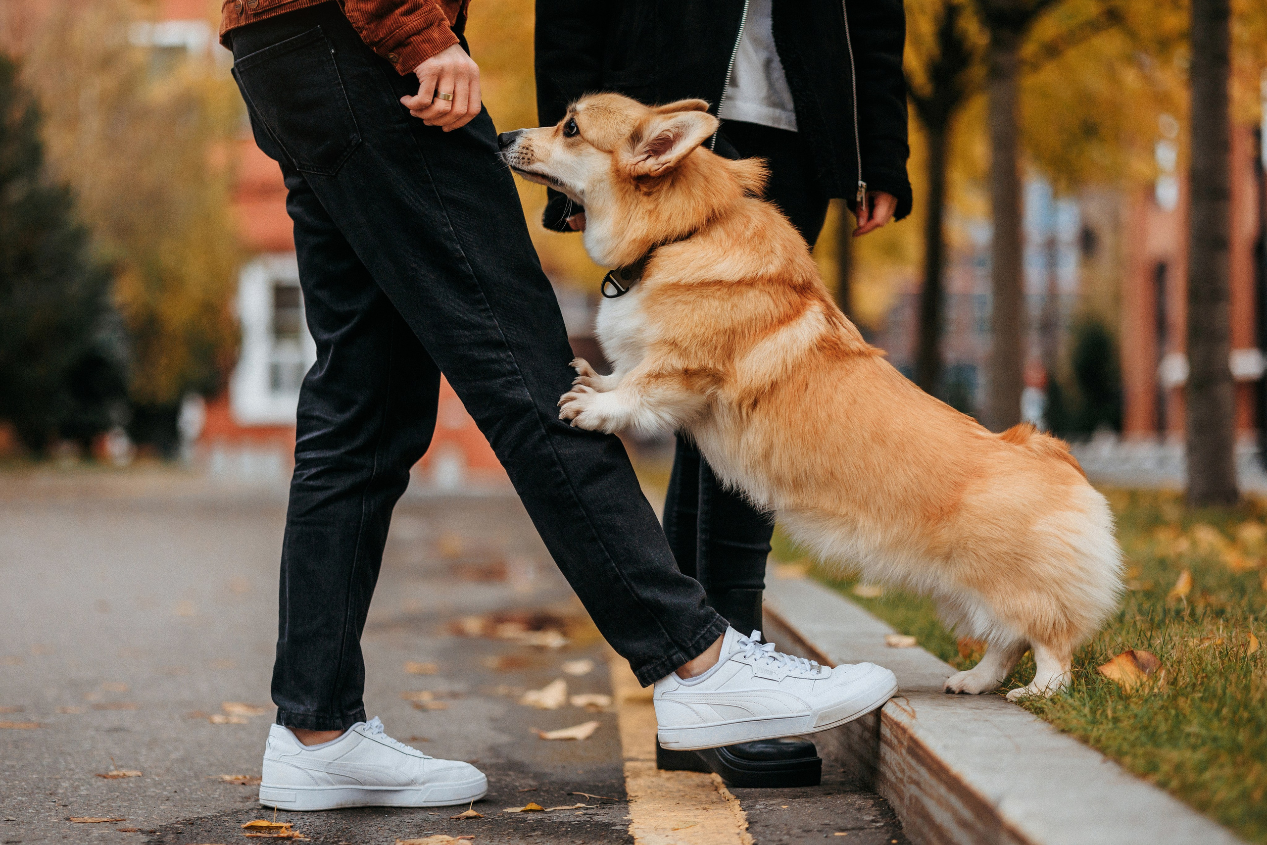 Вера, Саша и Муна. Фотограф-анималист Елена Радченко, Москва