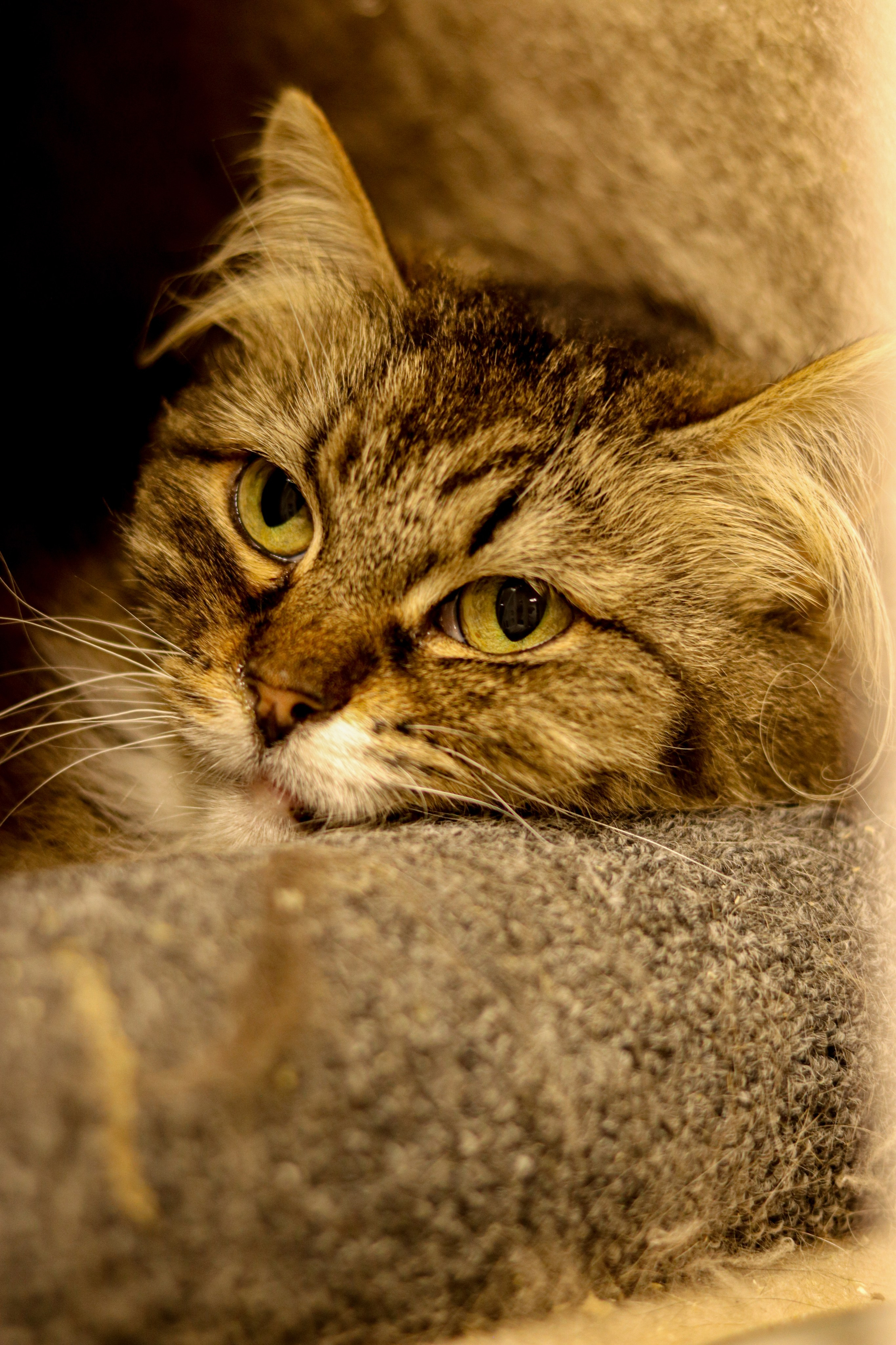 Петербургский дом кота (27 июня 2024). Ивентный фотограф в Санкт-Петербурге Олег Комков