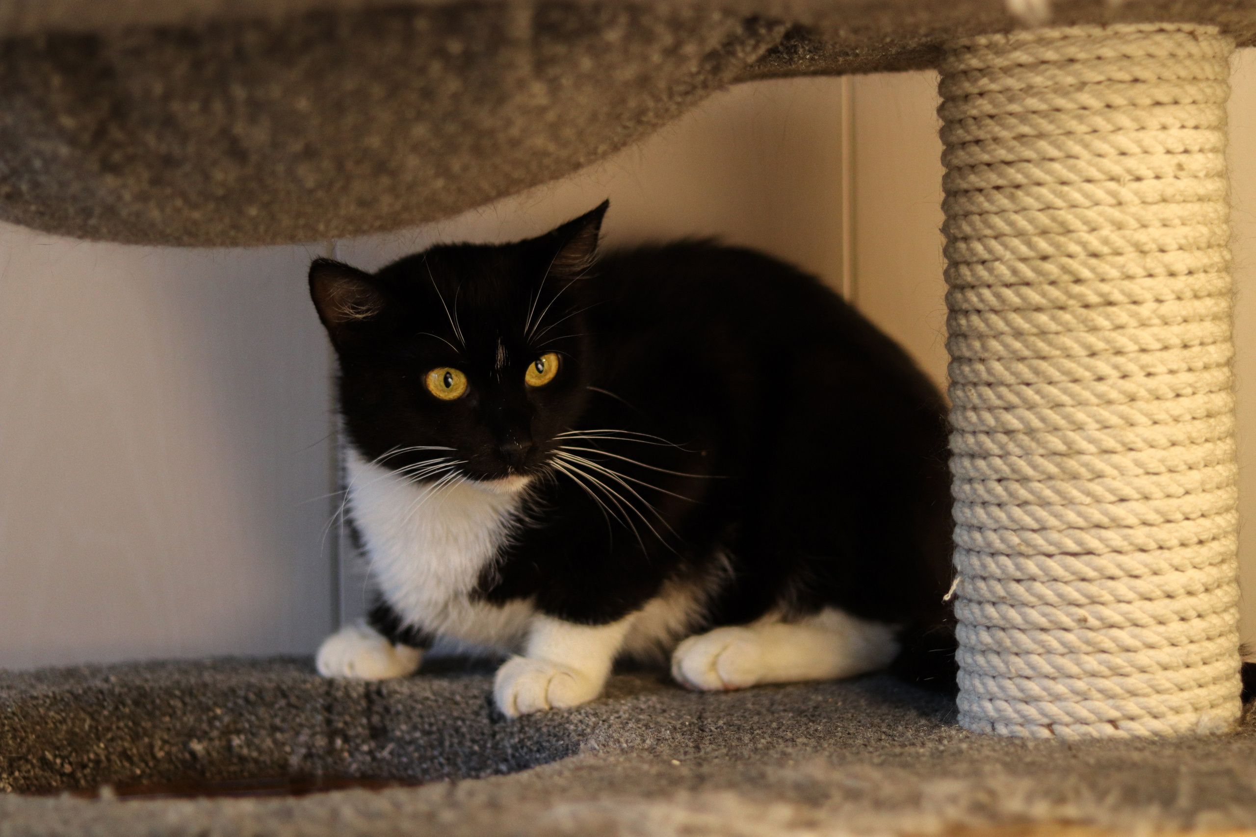 Петербургский дом кота (27 июня 2024). Ивентный фотограф в Санкт-Петербурге Олег Комков