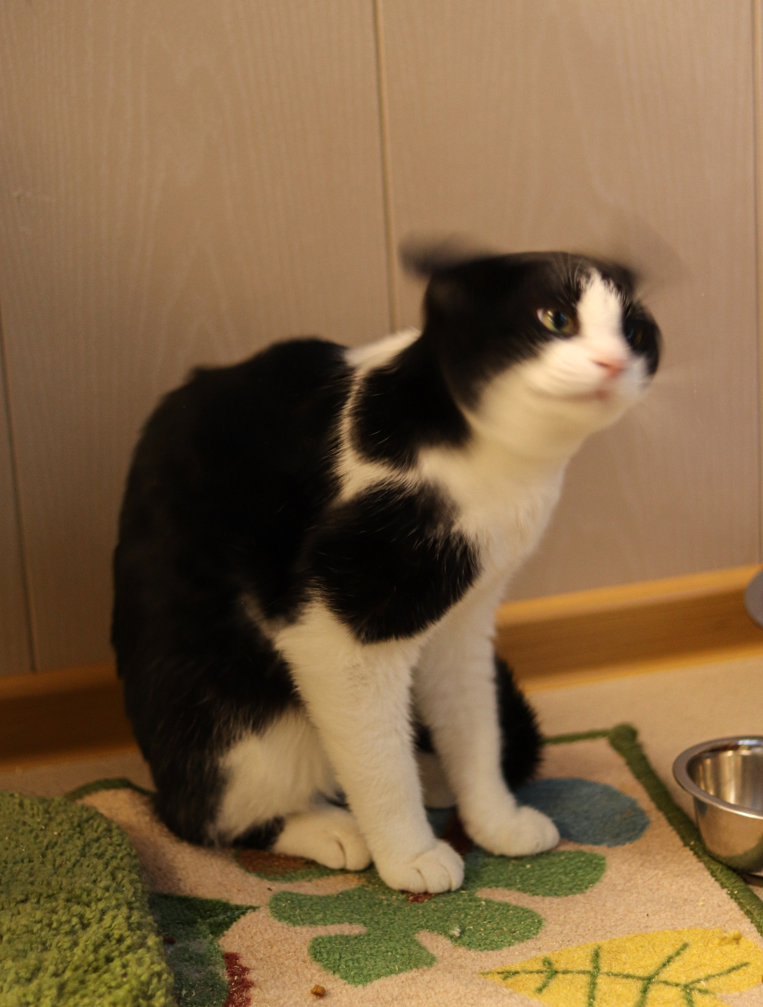 Петербургский дом кота (27 июня 2024). Ивентный фотограф в Санкт-Петербурге Олег Комков