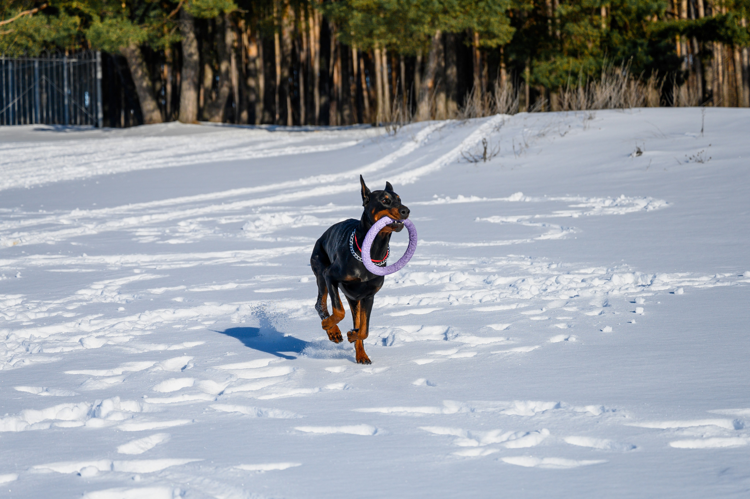 Доберман Рэн. Bazarkom-photo.ru Фотограф Виктор Оськин в Старом Осколе