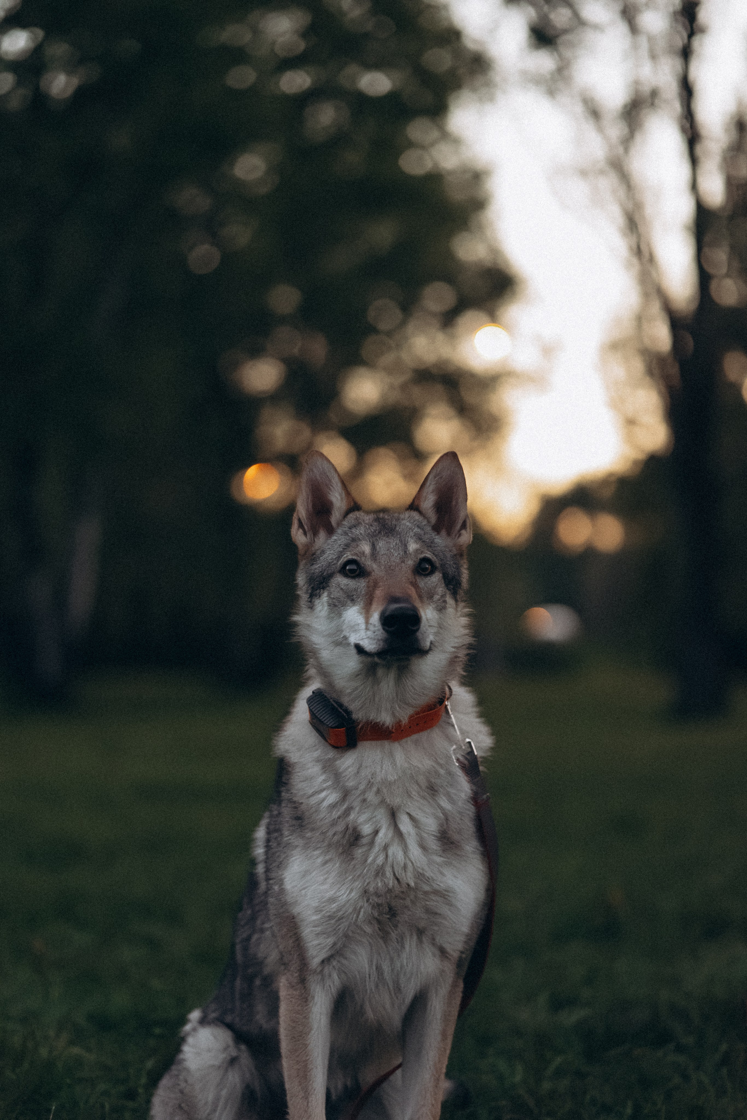 Аня и ее семья. Фотораф — анималист Мария Шистка