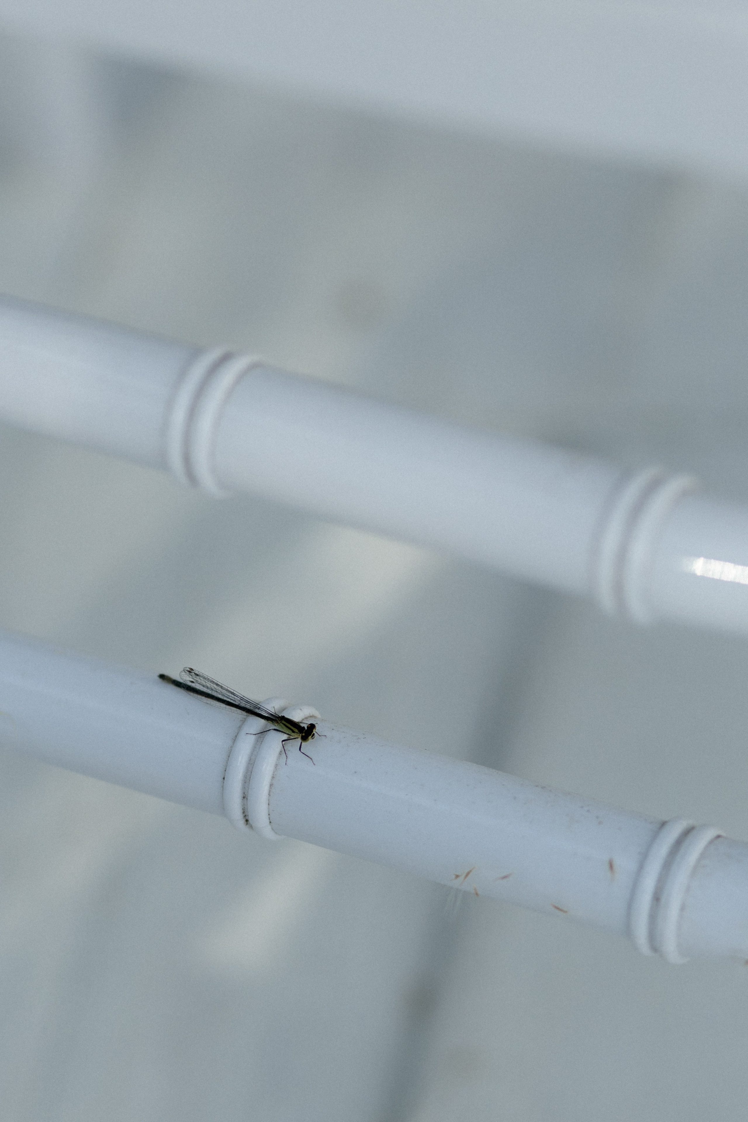 Viktor & Anastasia. Свадебный фотограф в Москве