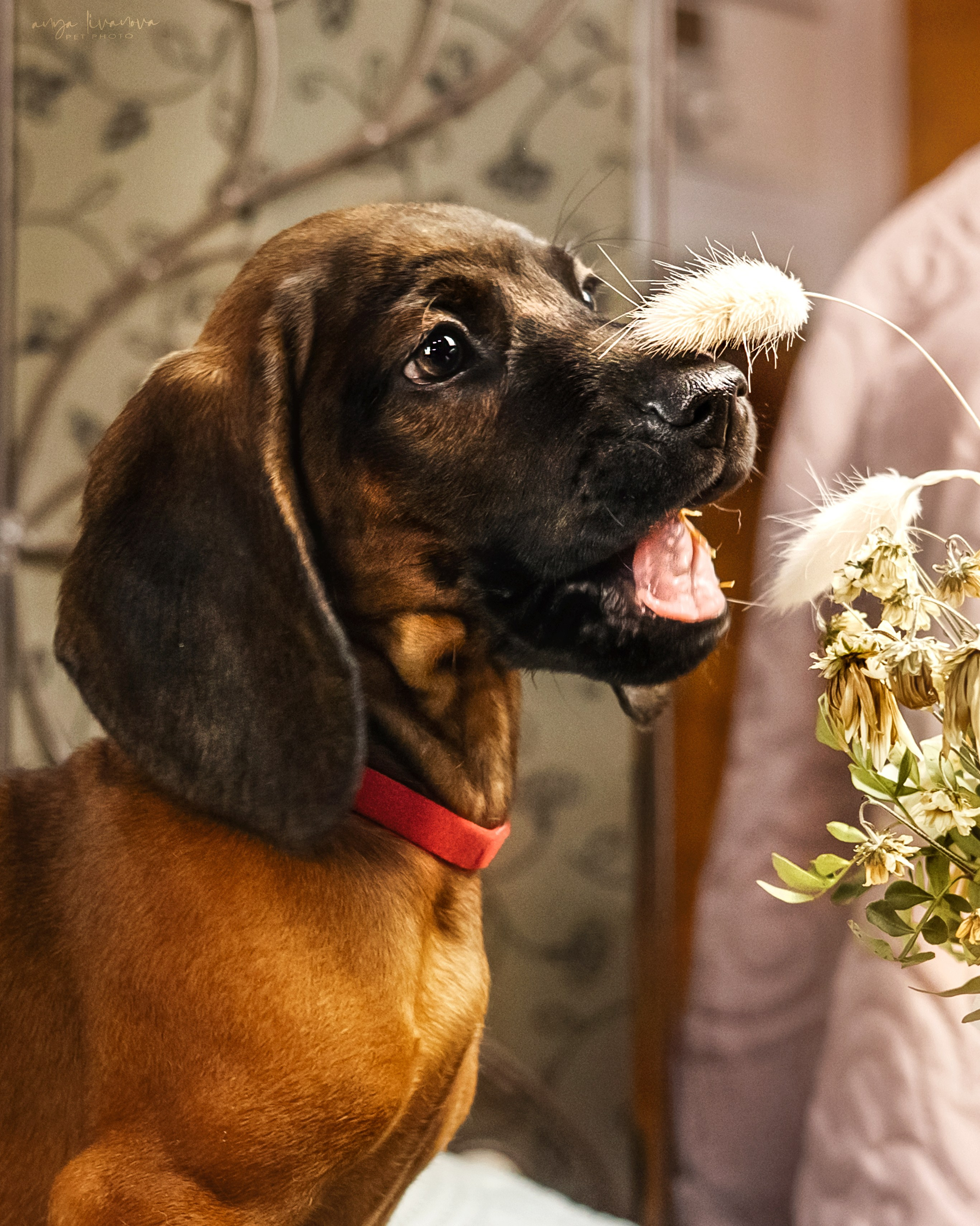 Баварцы. Фотограф анималист Аня Ливанова | Рыбинск