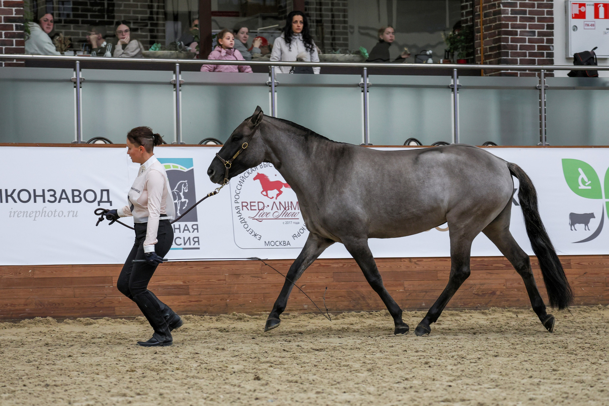 Конная Россия 2024. Irenephoto.ru