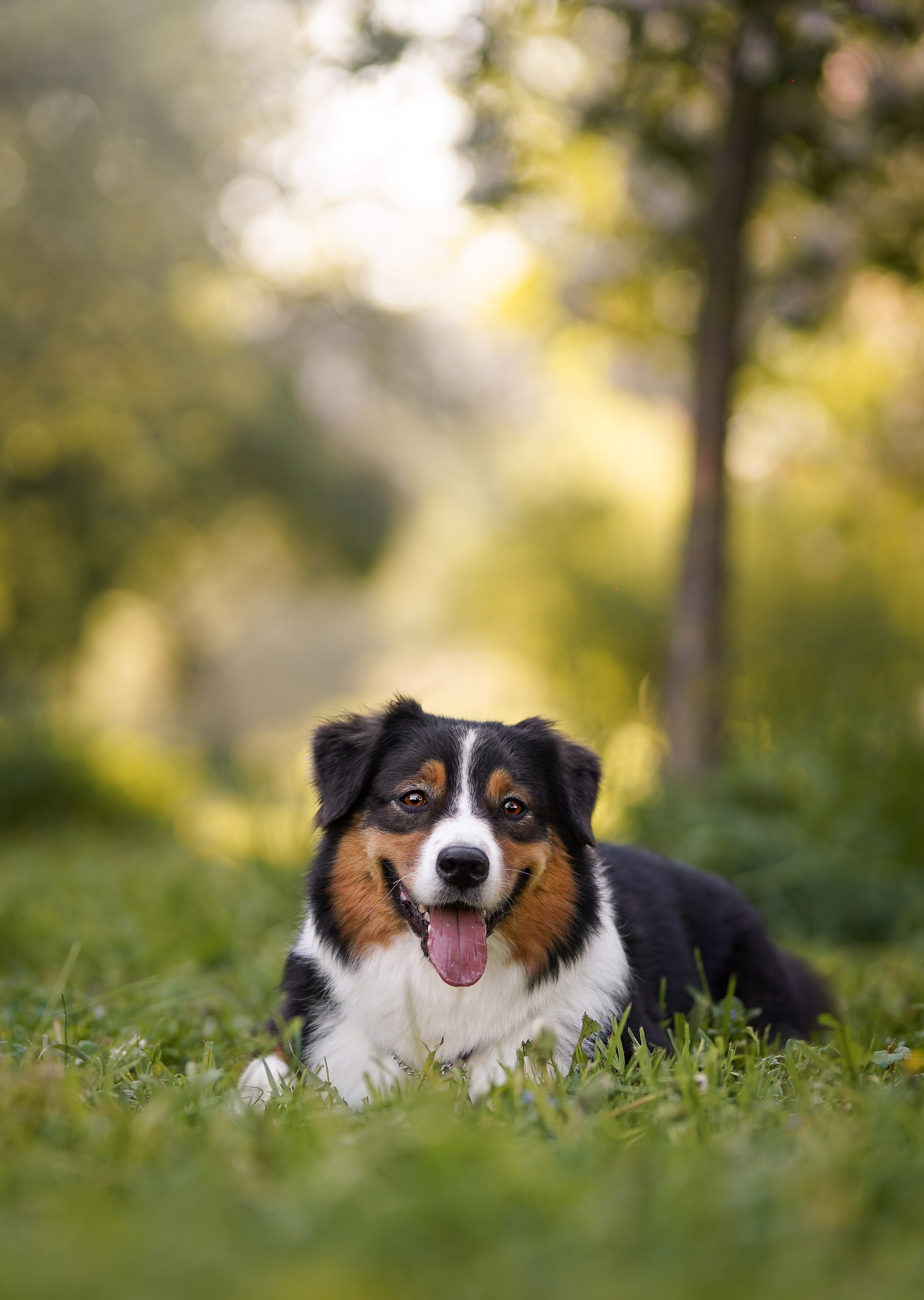 Аусси в Яблоневом саду. Фотограф-анималист в Санкт-Петербурге Яна Мартынова