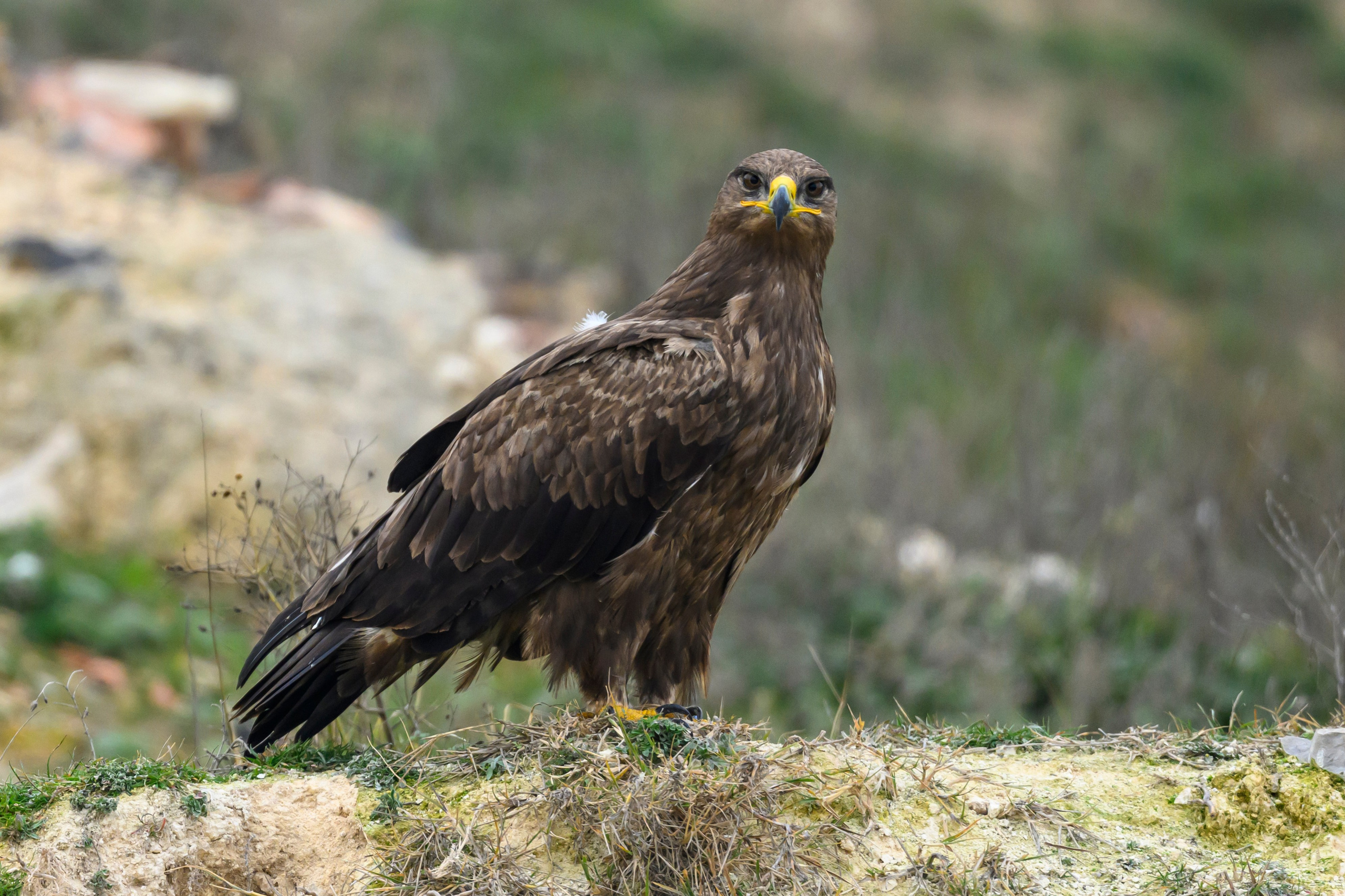 Дагестан. Ноябрь 2025. Фотограф Сергей Пупонин