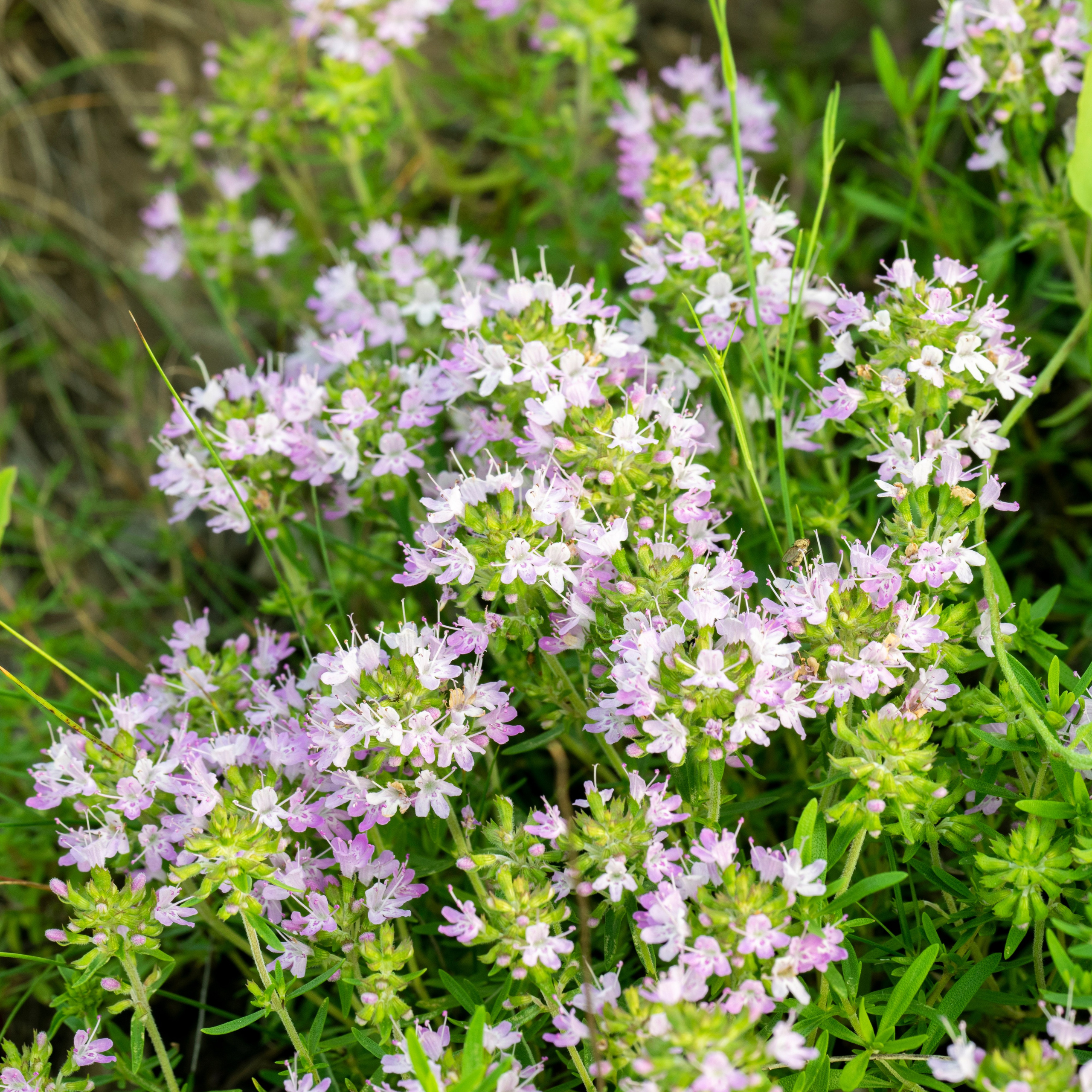 Цветы. Фотограф Вадим Хмурковский