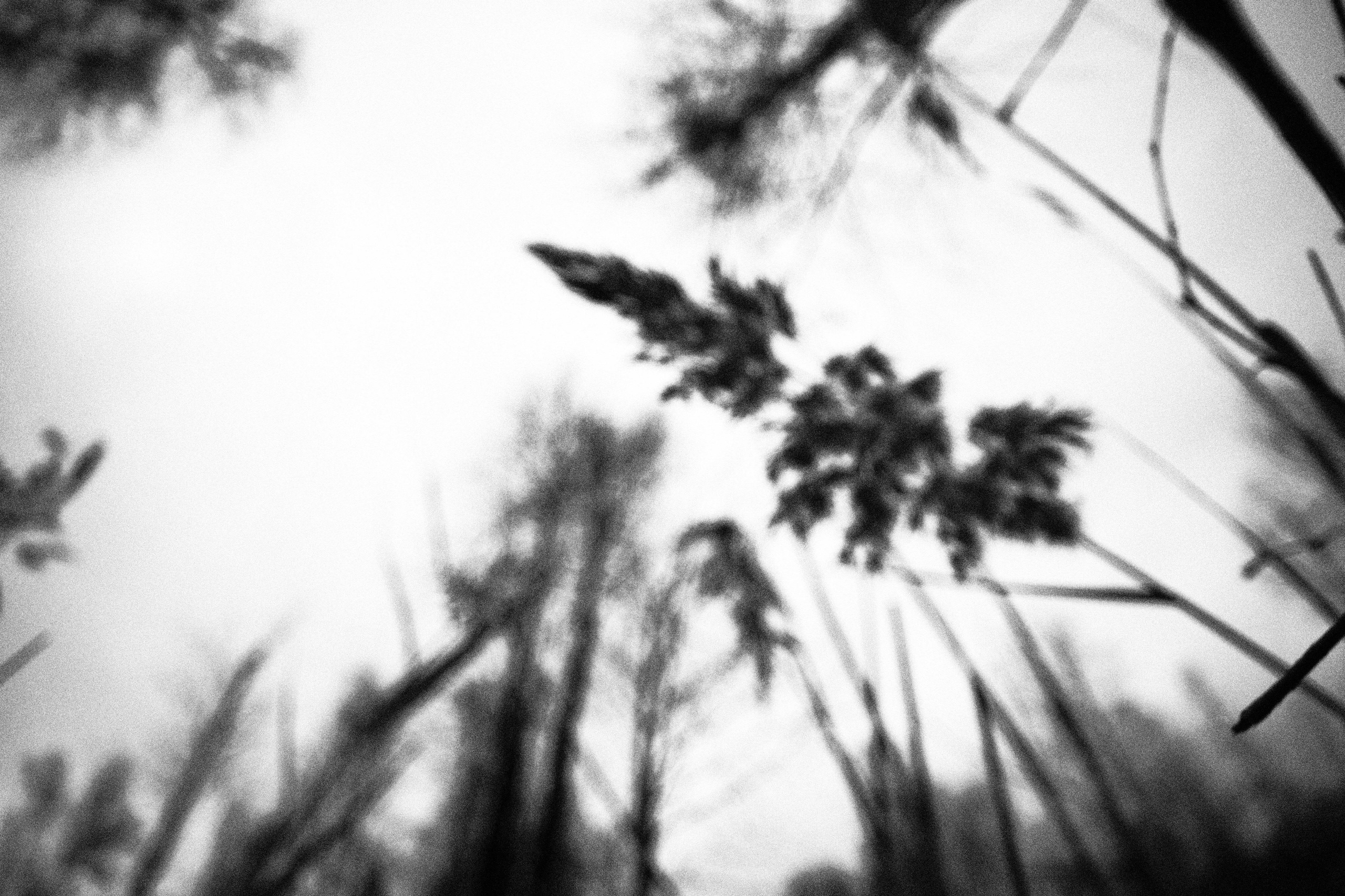 Внутривенные сны (2023)