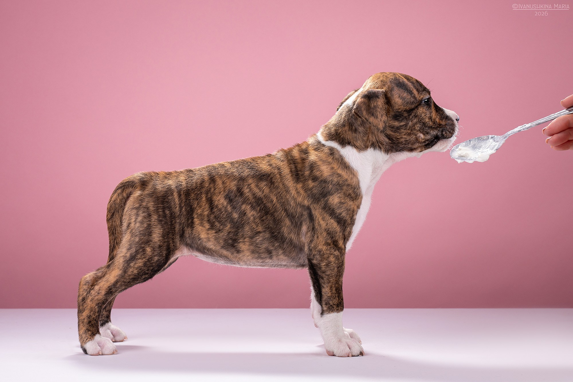 Экстерьерная фотосессия собаки. Фотограф собак в Москве и Московской области Иванушкина Мария