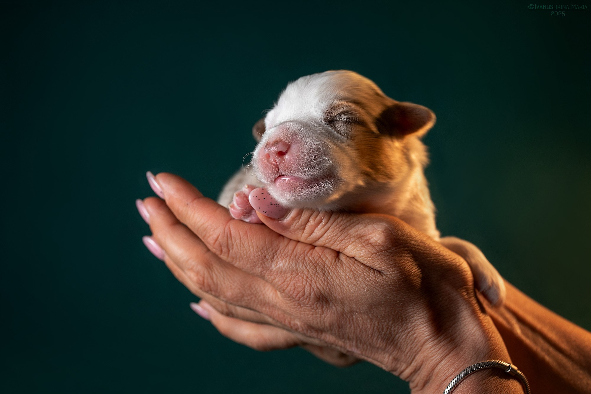 Ньюборн фотосессия щенков. Фотограф собак в Москве и Московской области Иванушкина Мария