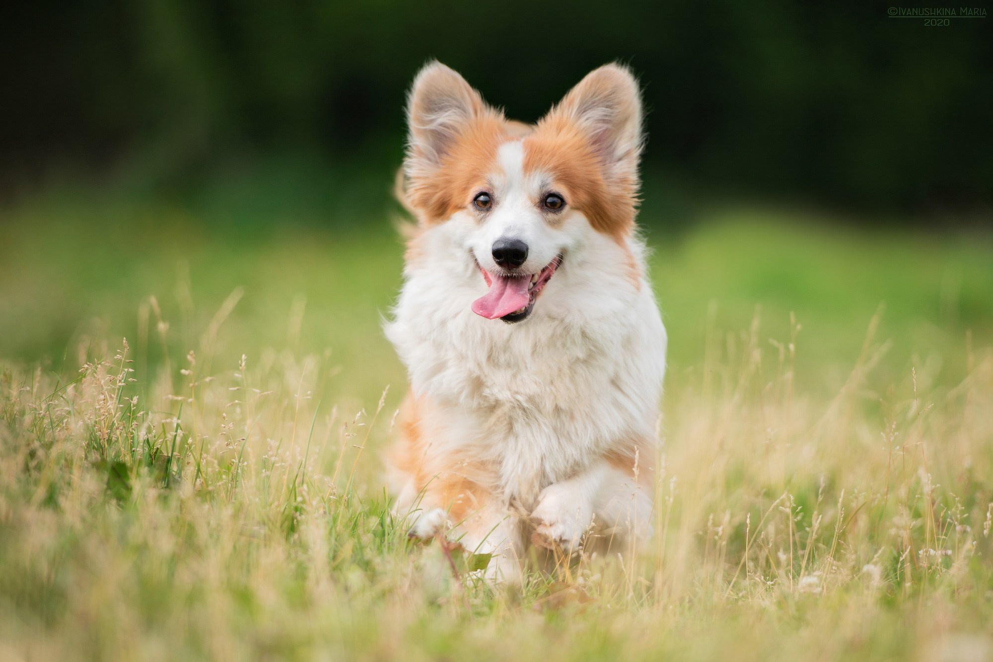 пемброк флаффи рыжий