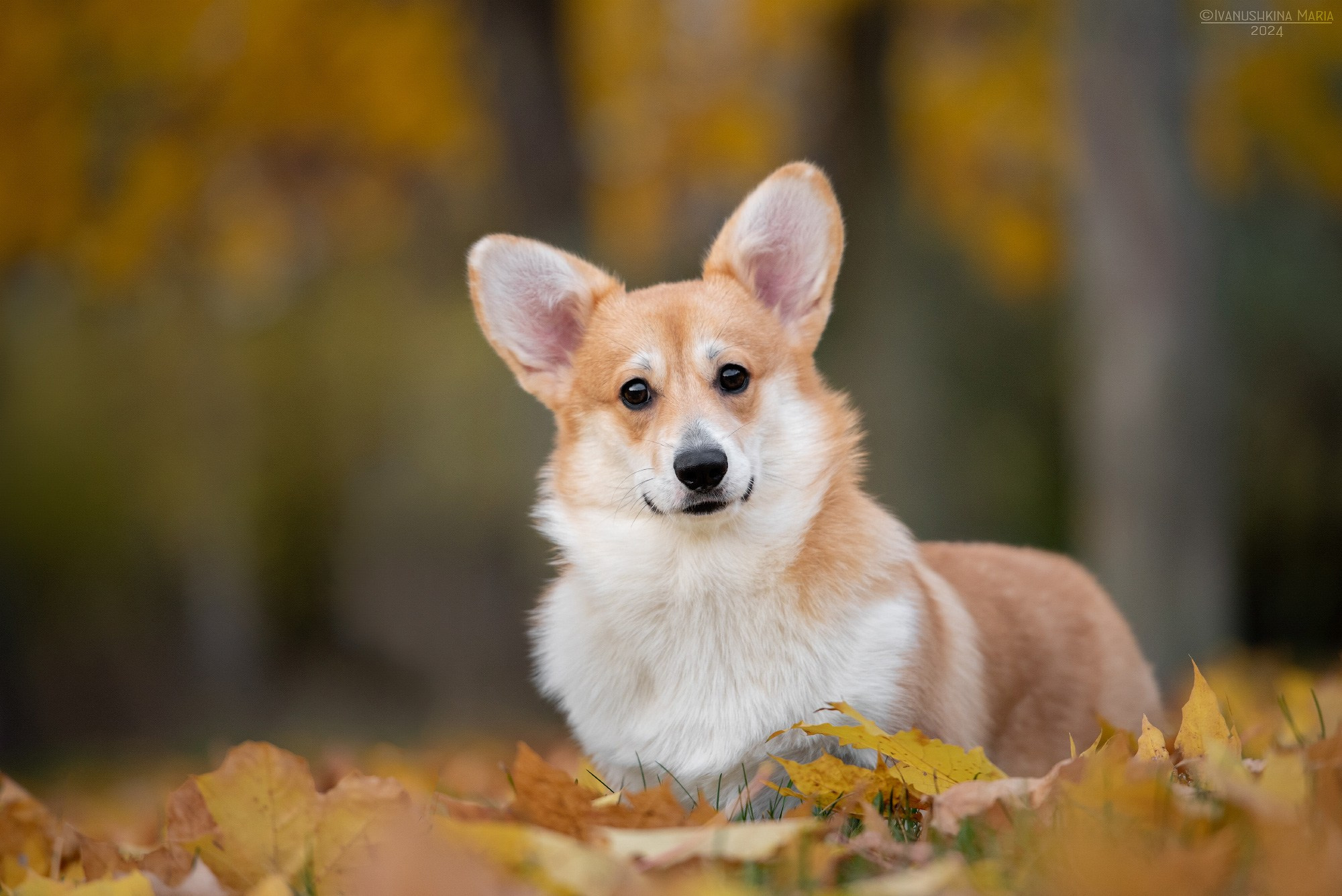 Фотосессия щенков на продажу. Фотограф собак в Москве и Московской области Иванушкина Мария