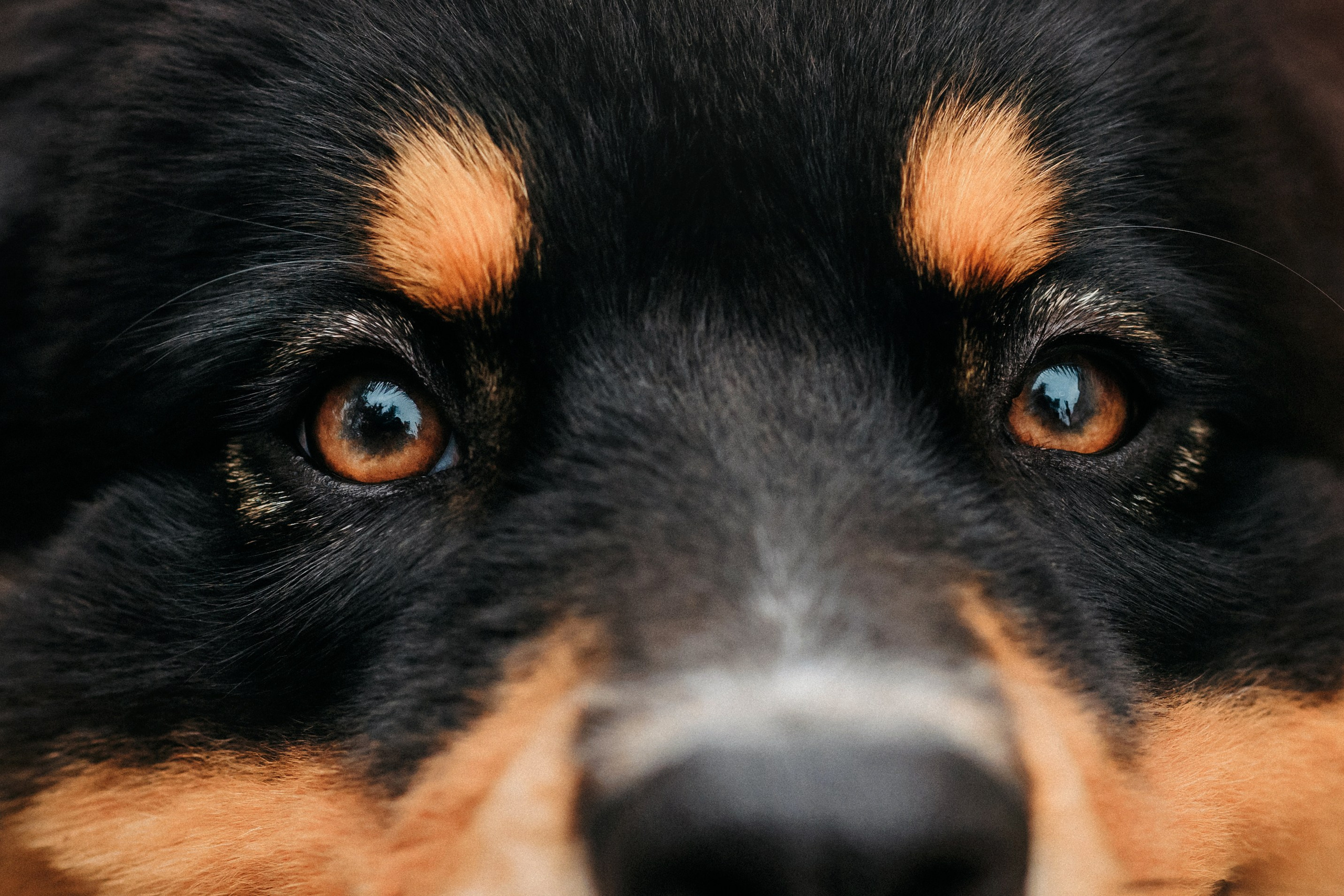 Лена и Рэй. Фотограф-анималист Елена Радченко, Москва
