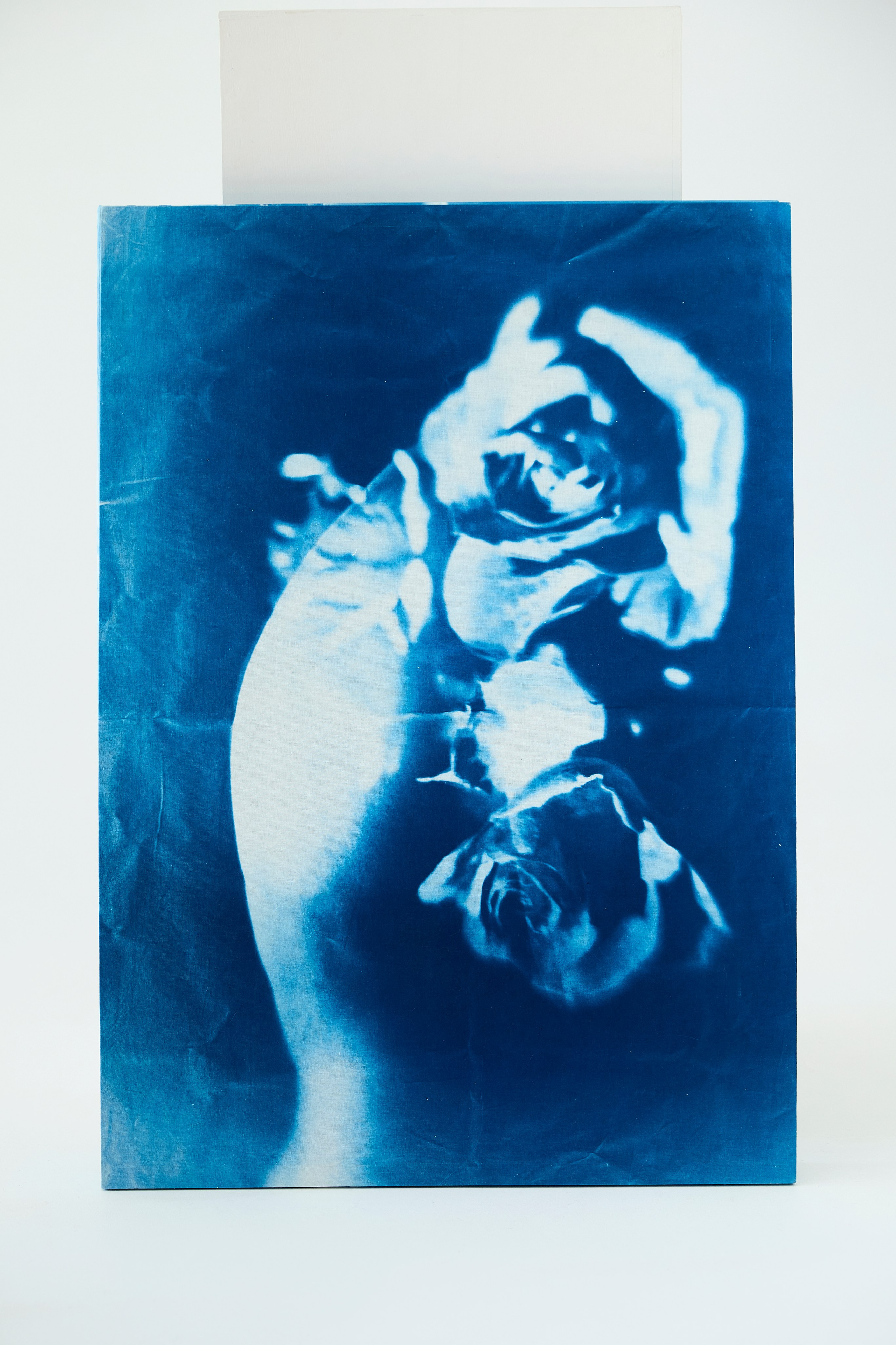 CYANOTYPE. Visual artist/photographer Dayneko Tatyana Krasnoyarsk