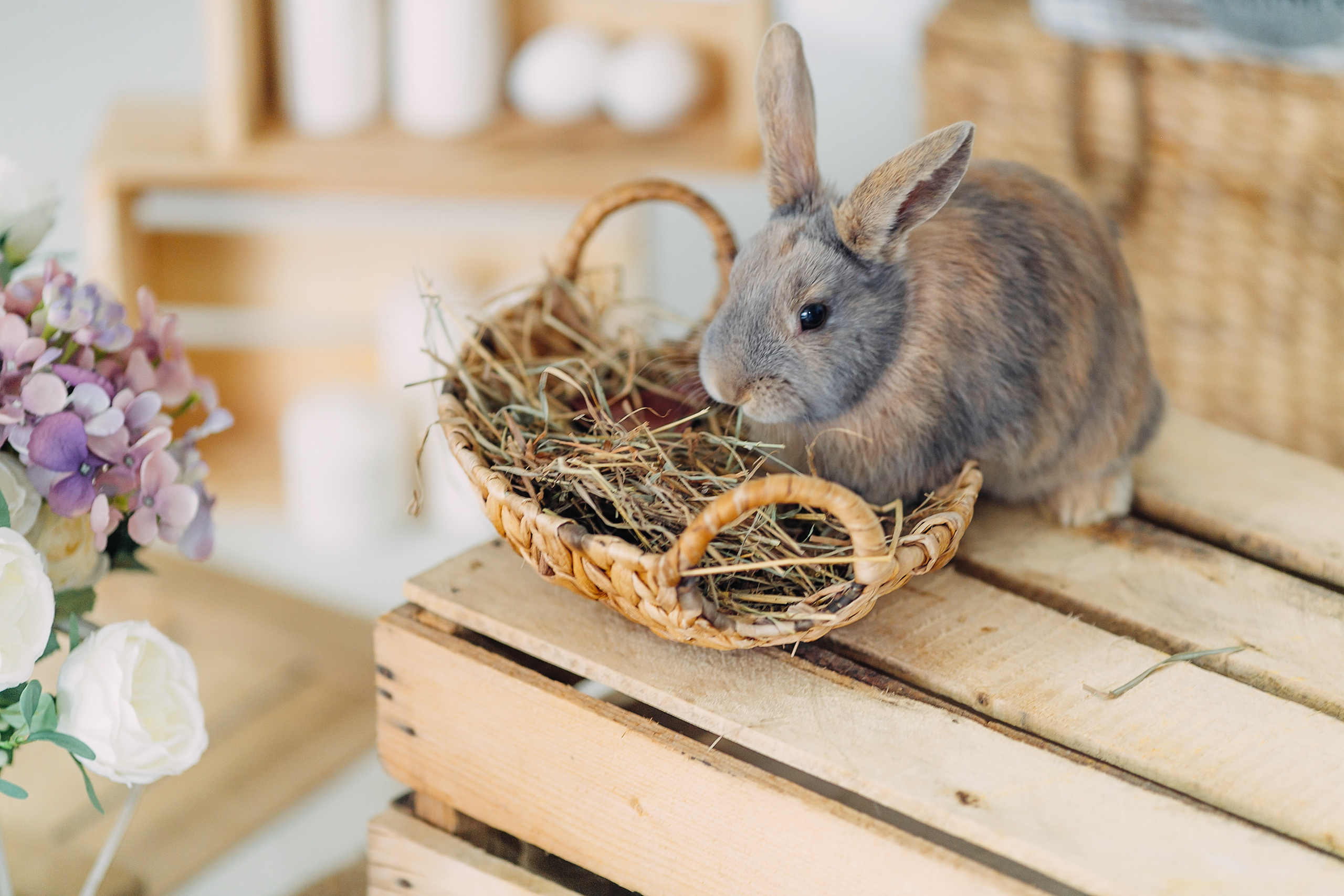 Пасхальный фотопроект с кроликами и цыплятами совместно с фотостудией Art House. Семейный и детский фотограф в Пскове и Санкт-Петербурге Яна Калинина