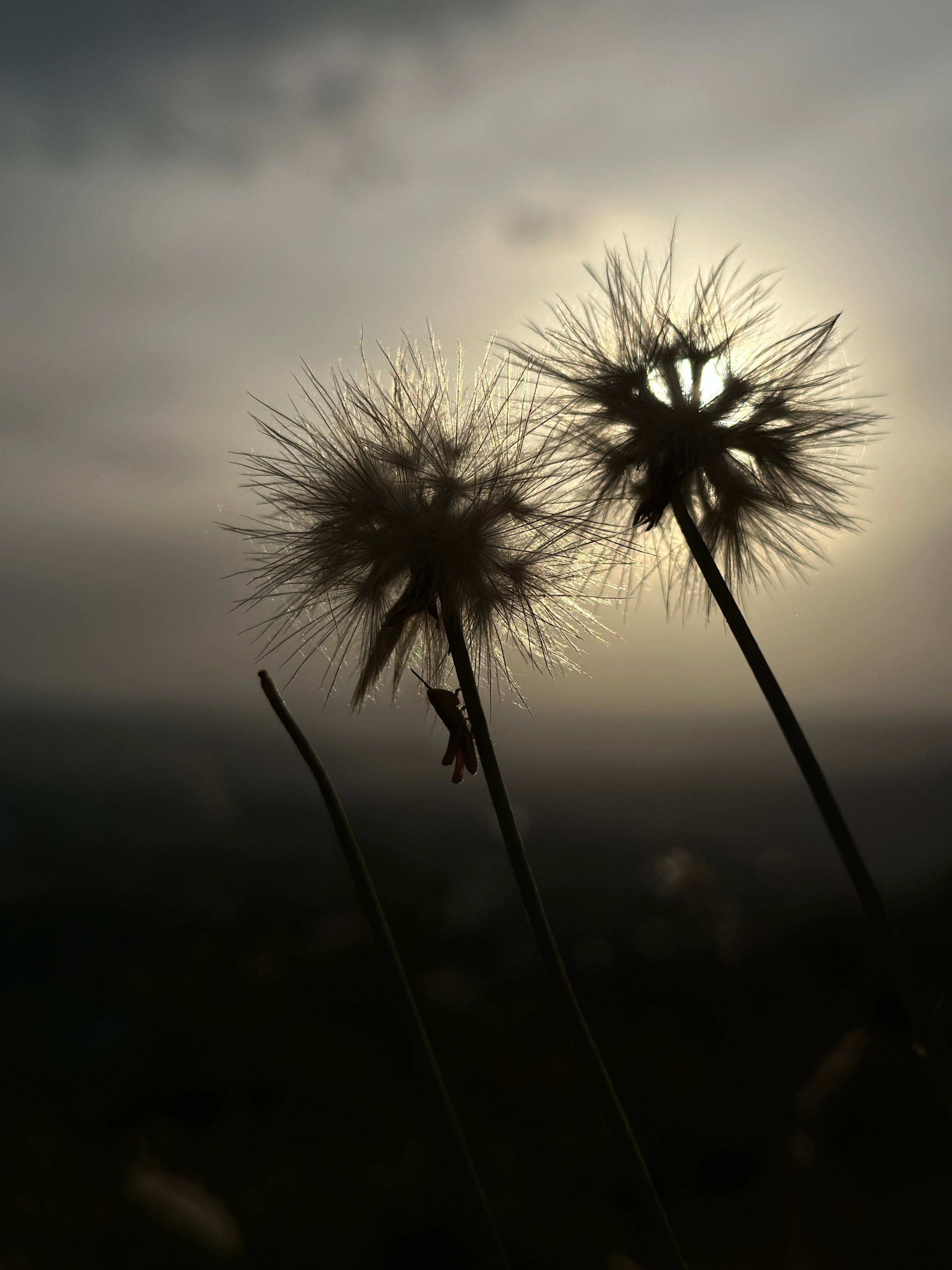 Макро любовь. Смотри, красота!