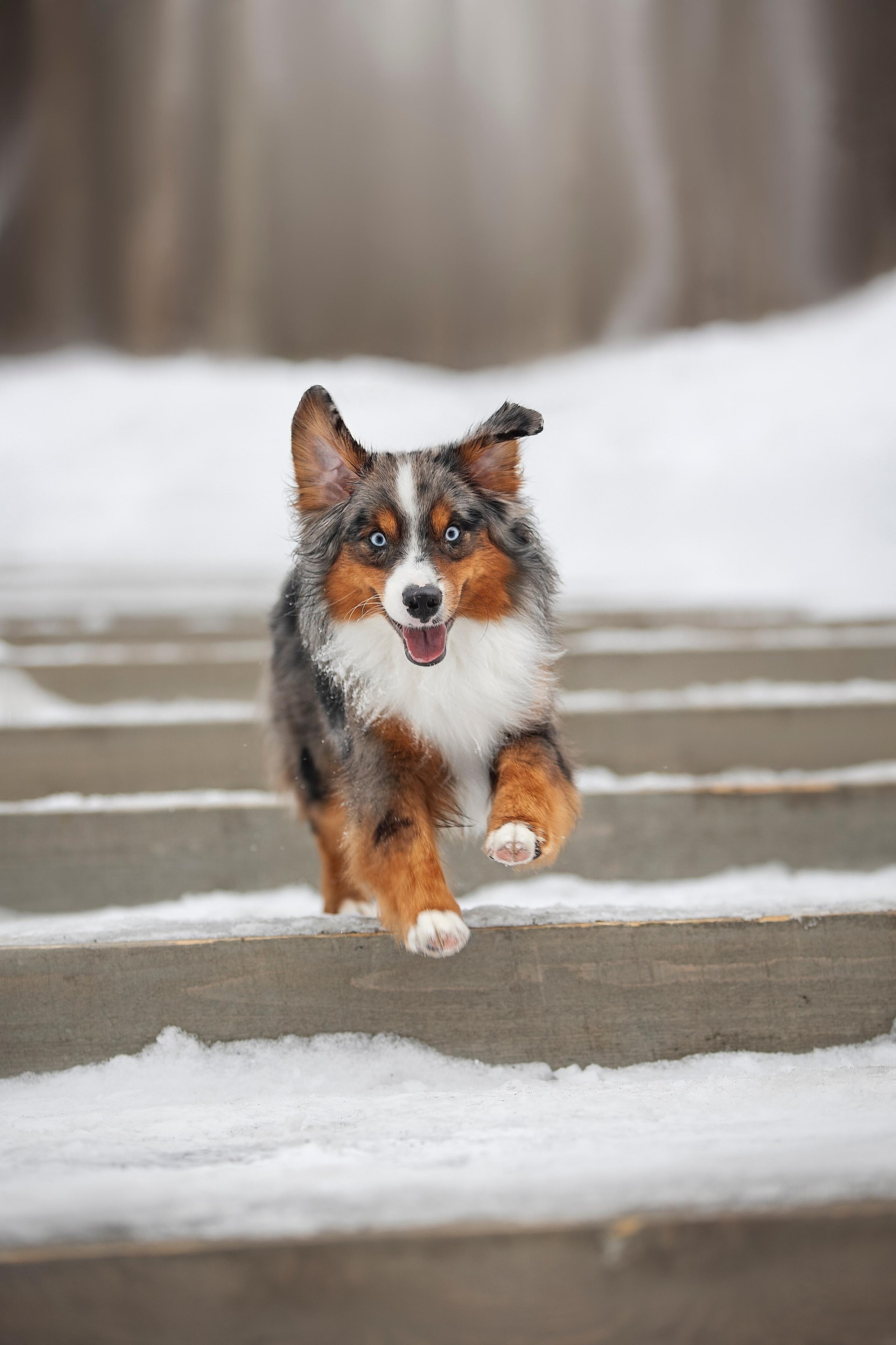 Дария, Макс, Сезам и Чили. Фотограф анималист в Москве Майорова Евгения